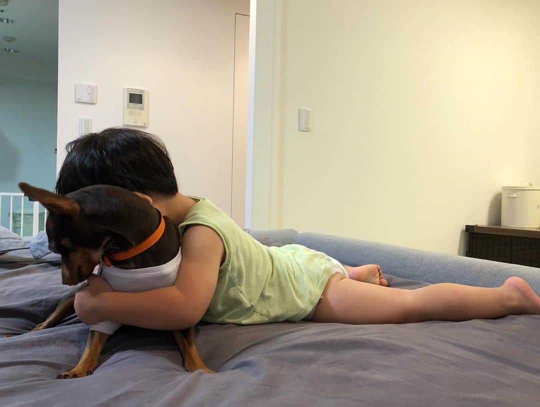 奈保さんのインスタグラム写真 - (奈保Instagram)「おやすみなさーい😪❤️ 子育て犬ダンちゃんいつもありがとう😹🙏 . . . #ミニピン#ダンちゃんが好きすぎるボスベイビー#子育て犬」9月15日 21時51分 - naho.0422