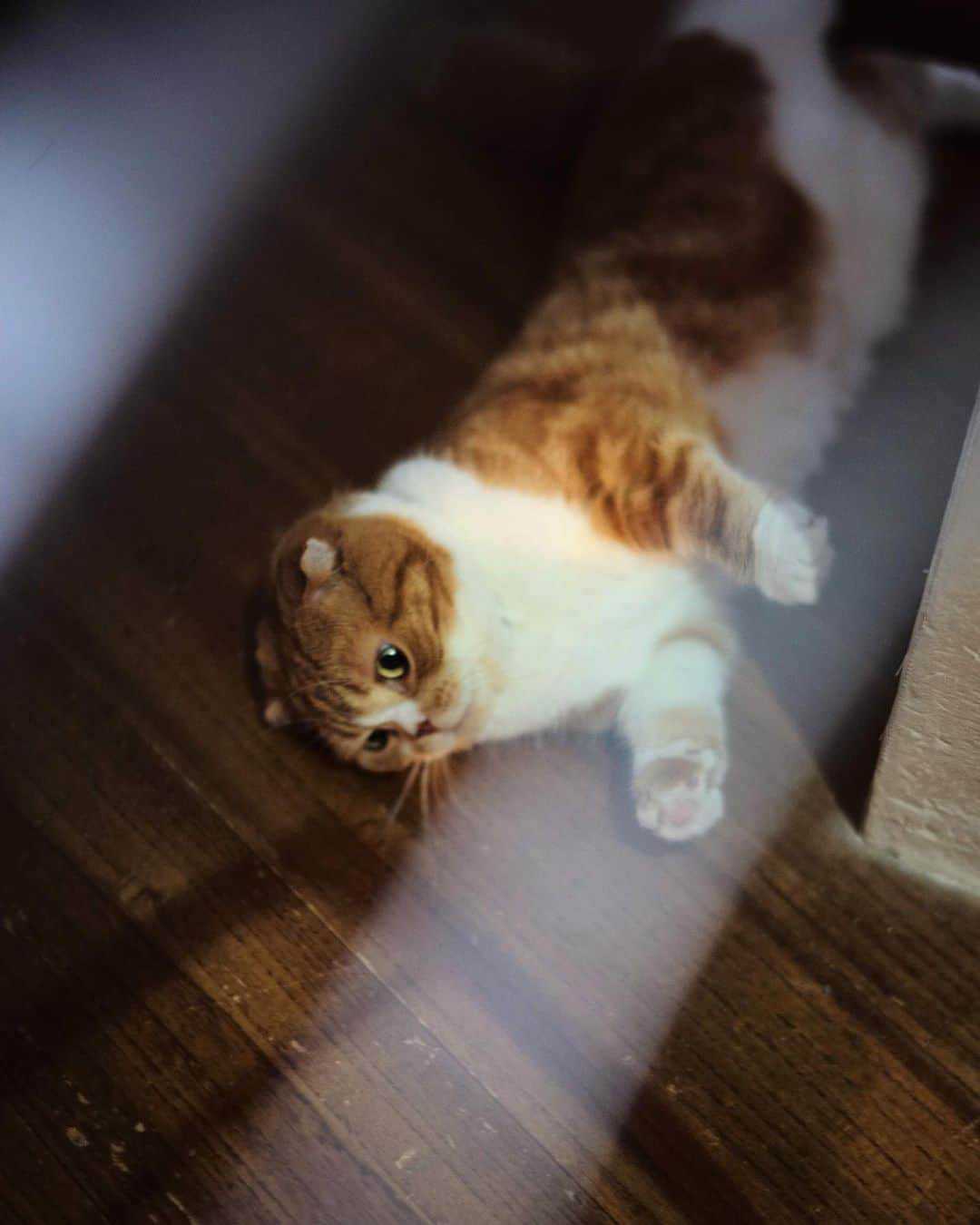 大杉隼平さんのインスタグラム写真 - (大杉隼平Instagram)「写真集の文章を書いていると横にきて寝っ転がるトラちゃん。  いつも穏やかでゆっくりなトラちゃん。 きっと君も色々なことを感じているね。  #写真 #写真集 #猫 #ネコナデ #トラ #スコティッシュフォールド #ありがとう #shumpeiohsugi #大杉隼平」9月15日 21時51分 - shumpeiohsugi_photographer