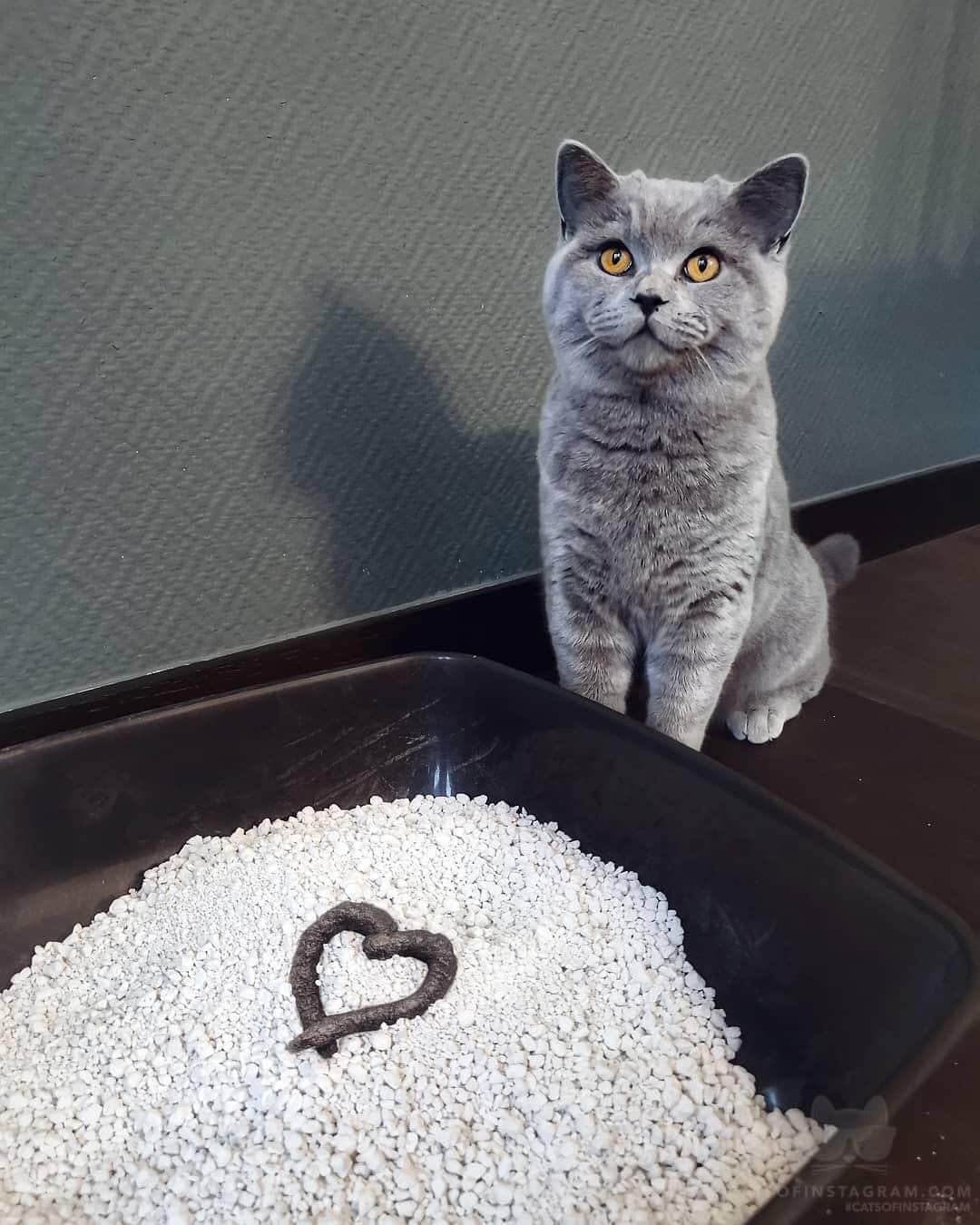 Cats of Instagramさんのインスタグラム写真 - (Cats of InstagramInstagram)「From @mochithecatto: “I have a special gift for you hooman. ❤️💩🐈” #catsofinstagram」9月15日 22時00分 - cats_of_instagram