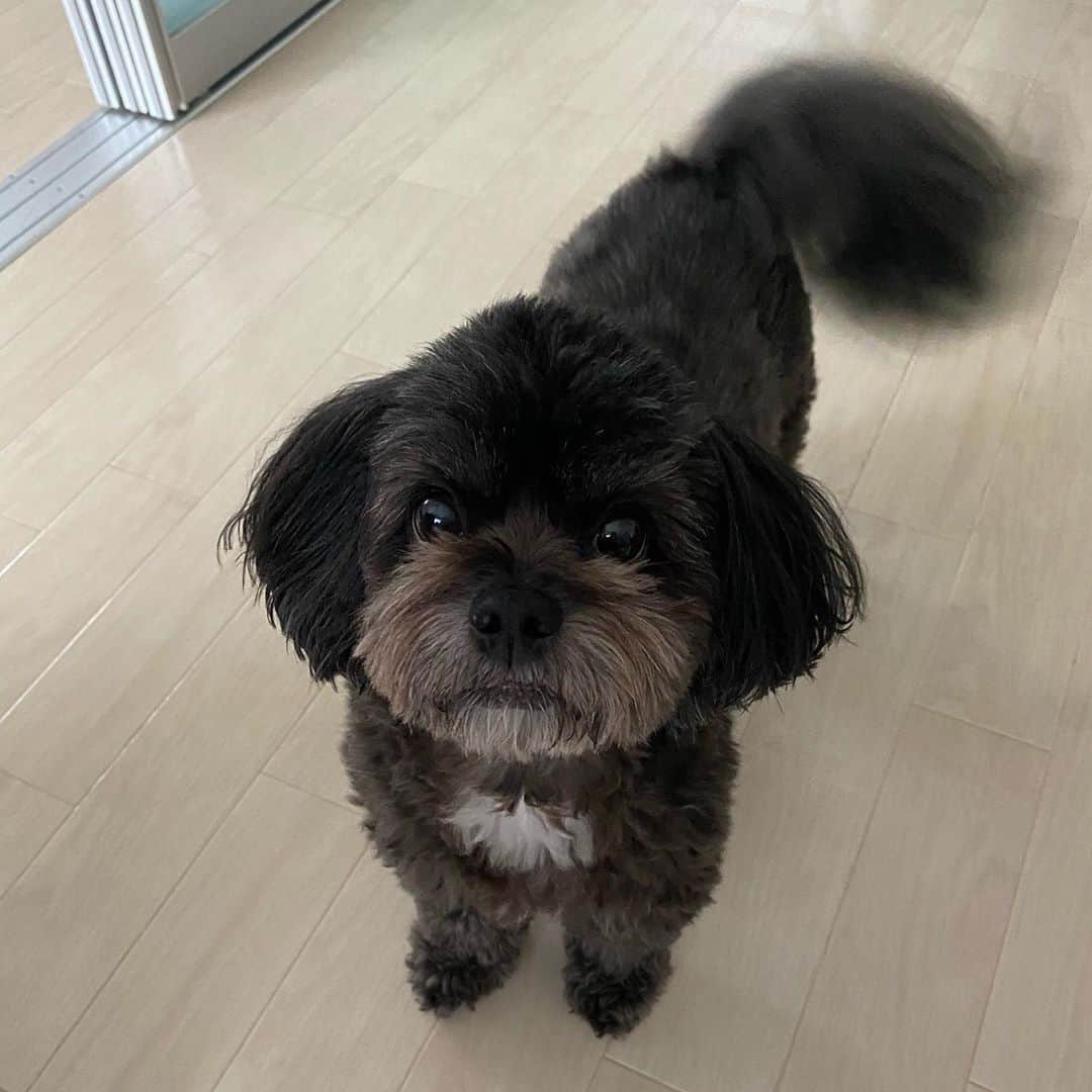 白木優子のインスタグラム：「何を期待してるのかしら？ 尻尾ハンパなく振ってる🤣 #love #family」