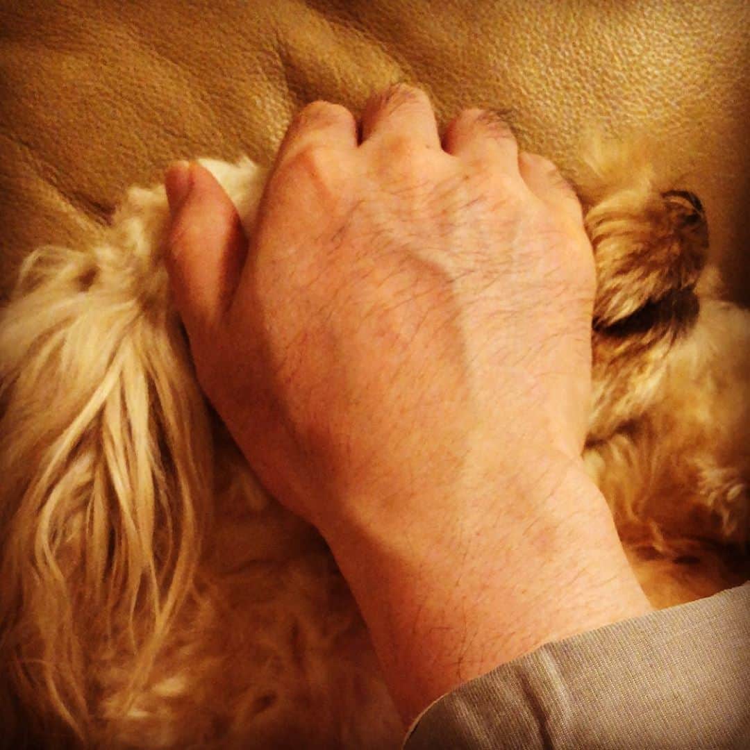 北山陽一のインスタグラム：「眠そうだから目隠ししてあげたら爆睡している。#きたやまおかき」