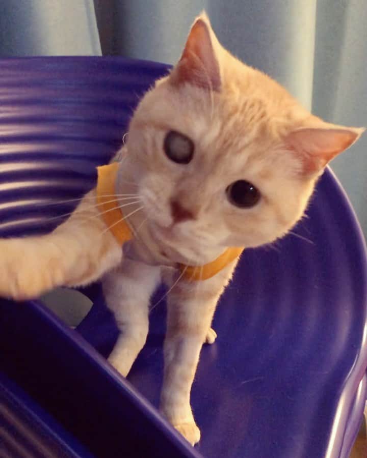 ruiruiのインスタグラム：「福ちゃんは元気です（2020/09/15） . . 福ちゃんはご覧の通り元気にしています。 飼い主、ここのところ頭痛がひどくて…😖 福の投稿ができなくてすみません💦 . . いつもたくさんの応援コメントをありがとうございます🙏🏻 . . . Fuku-chan has been treated with anti-cancer drugs after radiation therapy. Wearing clothes to protect the treated area. . . #抗がん剤治療 #皮膚型リンパ腫 #リメイク #手作り術後服 #福ちゃんは耳が聞こえない #福ちゃんは人間大好き #右目失明 #元野良猫 #保護猫 #にゃんこ #にゃんすたぐらむ #ねこ #茶トラ #ねこ部 #ふわもこ部 #ペコねこ部 #pecocat #mofmo #deafcat #cute #cat #cats #catlover #catstagram #instacat #Instagramcats #ilovemycat  #catsofinstagram #catstagram_japa」