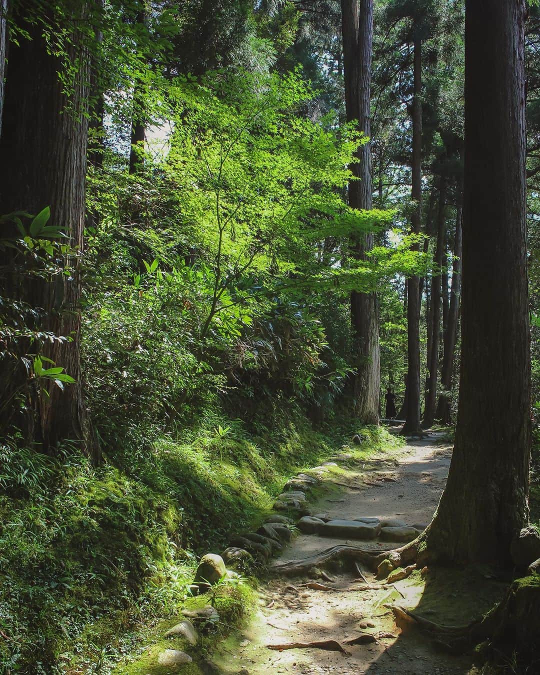 s_shoheyのインスタグラム：「. 森林浴🌲 .」