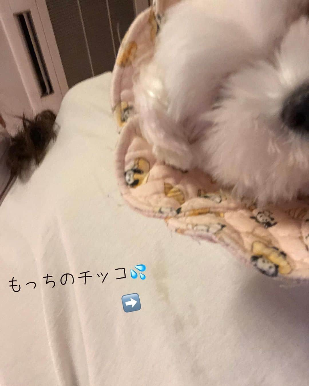 おかゆ & おもちさんのインスタグラム写真 - (おかゆ & おもちInstagram)「...🐶✨..・.👘 . . 奈良在住もっち、女王卑弥呼...にはなれないなぁ〜〜😆🤣💦 . . この回覧板をお隣さんに持って行く時、もっちを連れて行ってあげようと抱っこしたら...、 見事に嬉しょんをかけられました〜〜😱😅 . も〜ぉ‼️ジョンジョロリンもちこめ〜〜😩 . . 一方おかゆっちは、まだ３本足でピョコピョコ歩いてますが、こんな風にステップにも飛び乗れるし、今日はほんの少し、右脚のつま先を床に着けたり、なんと！右脚で耳をカキカキもしてました〜〜😳‼️ . 少しずつ良くなってる...かな☺️💕 . . . . ❤︎ . . . #maltese #malteseofinstagram #happydog #dogsmile #doglove #doglover #dogstagram #instadog #lovedogs #ilovemydog #cutedog #dogoftheday  #말티즈  . #okayusan #マルチーズ #犬バカ部 #白い犬 #わんこ #犬のいる暮らし #みんなのわんこ #わんこと暮らす幸せ  #マルチーズ好き #奈良犬 #ふわもこ部 #鼻ぺちゃ #卑弥呼 #女王卑弥呼募集」9月15日 22時55分 - okayuchan0421