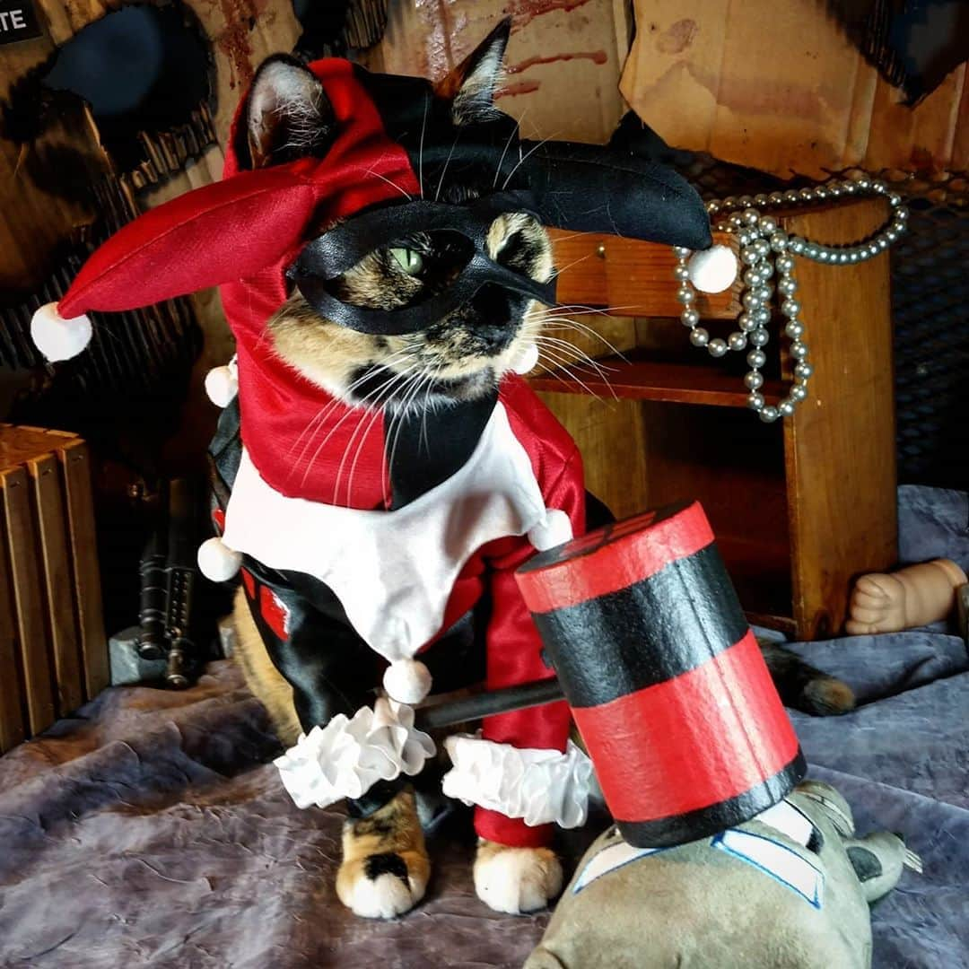 猫コスプレさんのインスタグラム写真 - (猫コスプレInstagram)「“So what if I’m crazy? The best cats are.”  #HarleyQuinn  . . . . . . . . #catcosplay #cosplay #cosplayer #cat #catcostume #catsinclothes #catsofinstagram #catstagram #petclothes #PetCostume #halloween #halloweenseason #halloweenideas #harleyquinncosplay #harleenquinzel #dc #dccomics #dccomicscosplay #Batman #batmanvillains」9月15日 22時51分 - cat_cosplay