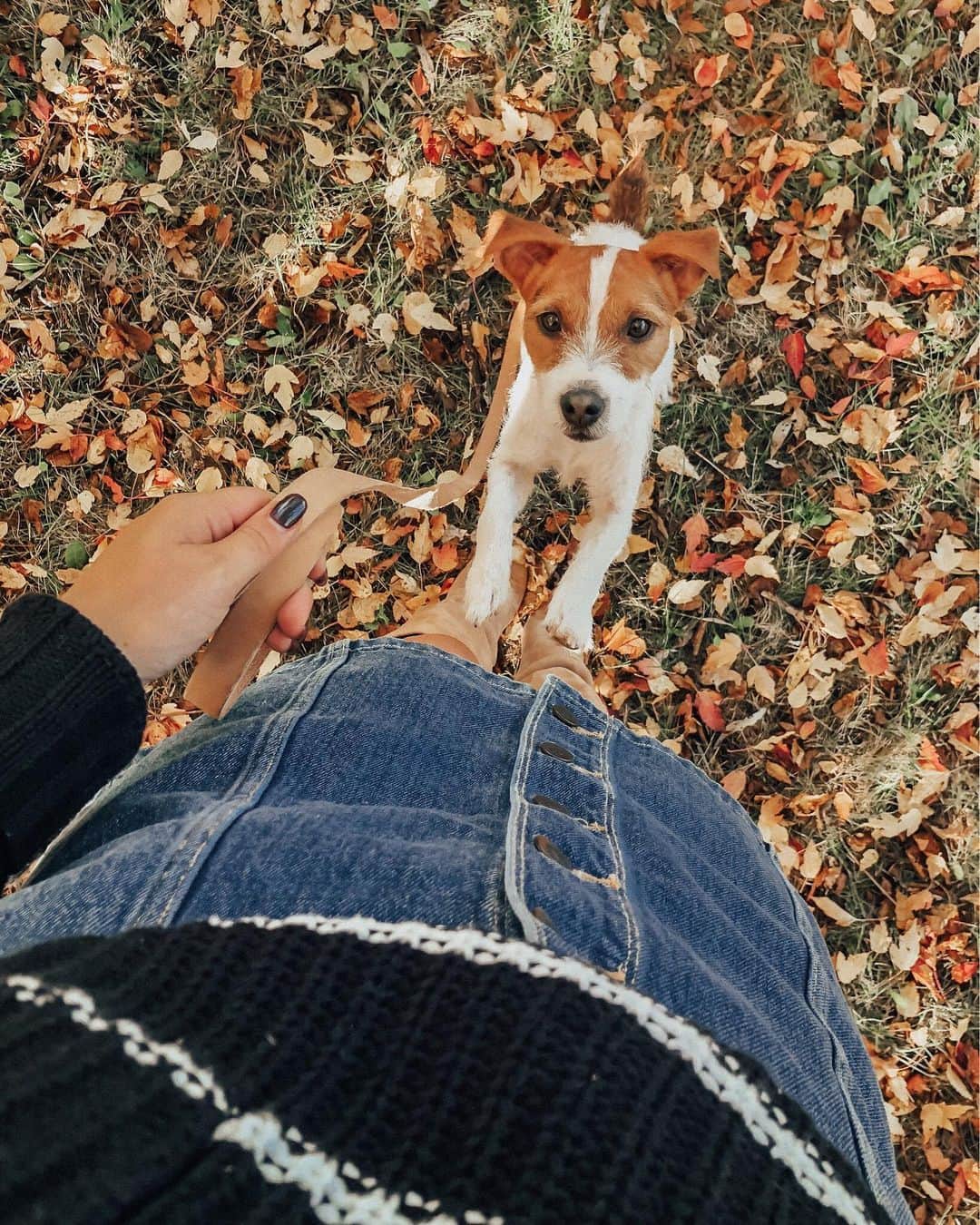 Stephanie Sterjovskiさんのインスタグラム写真 - (Stephanie SterjovskiInstagram)「Little Lu saying good mornin’ 🐶🍂👋😏 In the mood for darker nail polishes lately (so much so I linked my top 6 for fall on the blog today - link in bio). What’s your favourite polish colour for the season? Comment below! 💅🏽 .  http://liketk.it/2WztC @liketoknow.it #liketkit #LTKbeauty #opipolish #essiepolish #fallnails #lucyjolly」9月15日 23時04分 - stephsjolly