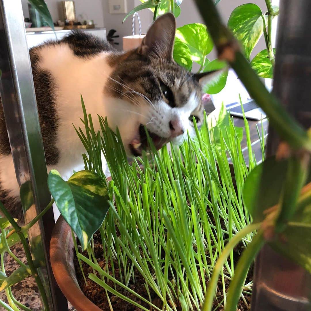 池田有希子さんのインスタグラム写真 - (池田有希子Instagram)「猫草むしゃり。  #catstagram #catgrass」9月15日 23時37分 - yukikoikeda