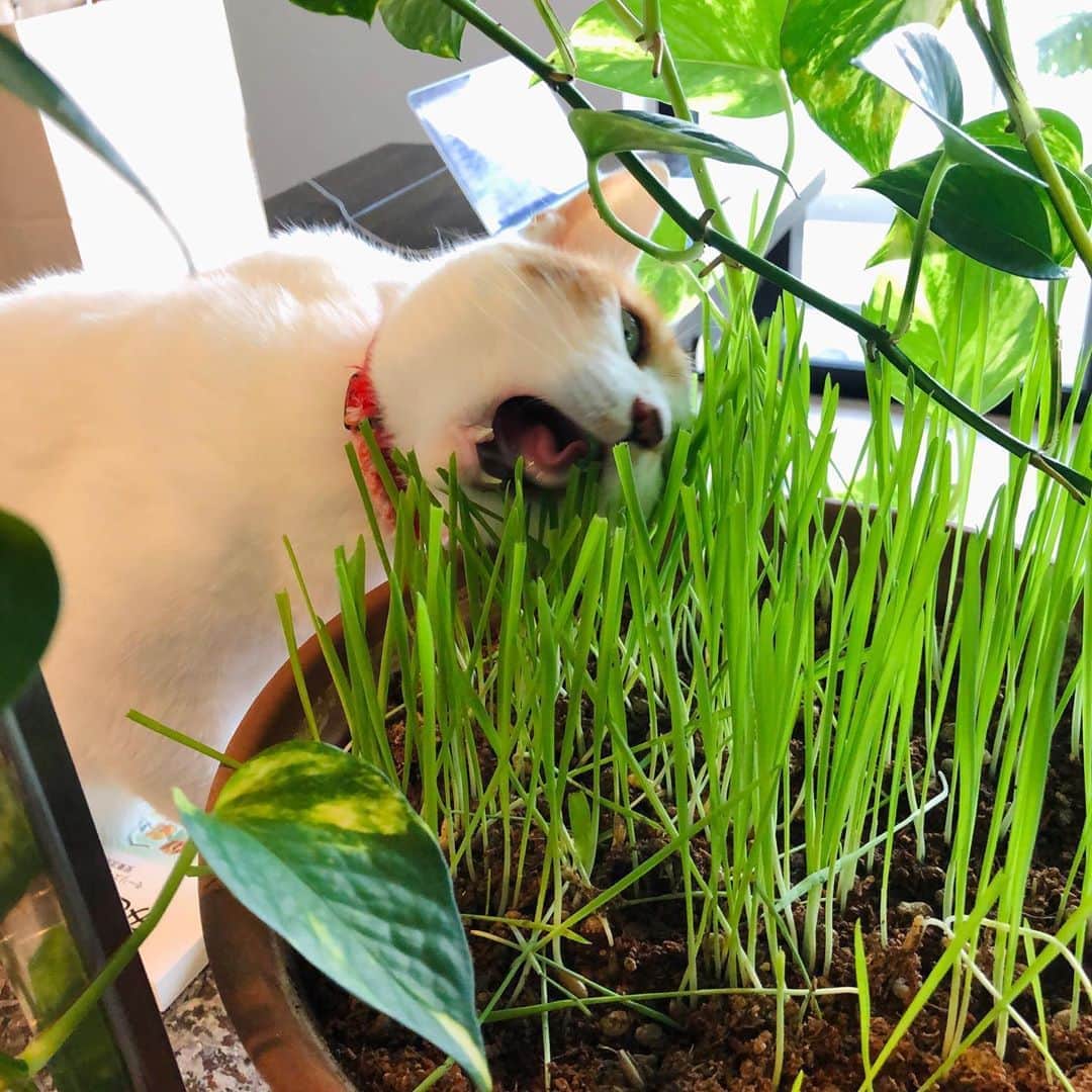 池田有希子のインスタグラム：「猫草むしゃり。  #catstagram #catgrass」