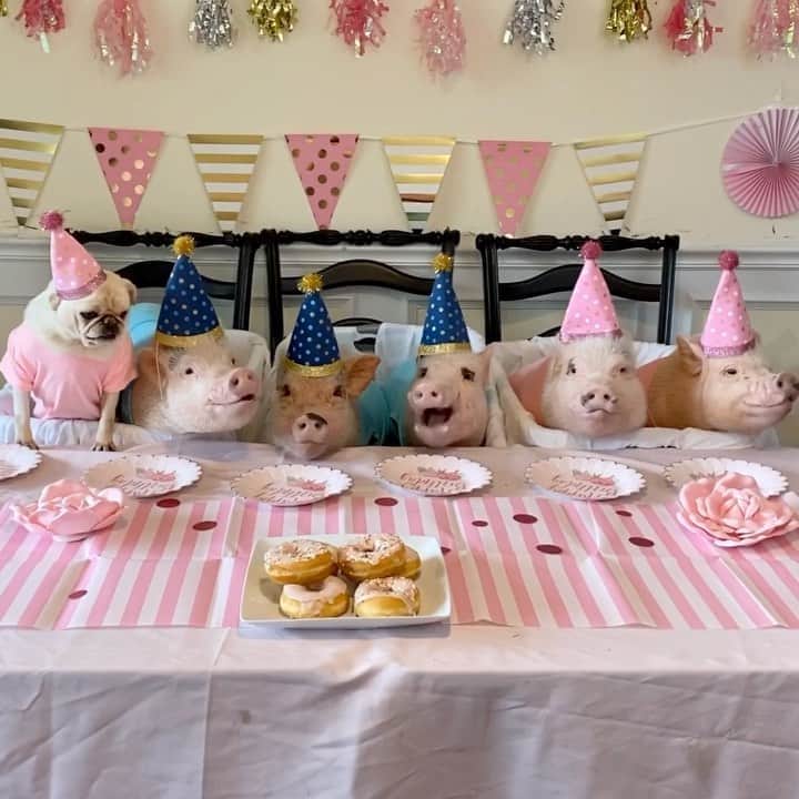 のインスタグラム：「Happy Birthday to our mommy. It was our turn to throw her a party for a change, so we surprised her with donuts this morning. She shared a bite with all of us. I took a lady-like bite but my siblings are all pigs!🐷💕🍩 . Mommy set up a birthday fundraiser on Facebook for our 501c3 non-profit rescue, Prissy and Pop’s Helping Hooves. We linked it in our bio, or you can see it on our Facebook page “Priscilla the Mini Pig.” What makes her the happiest is seeing her fur babies happy, so if you would like to make a donation to our rescued farm friends in honor of her birthday, go check it out. ThOINKs so much! 🐷🎉🎂#happybirthdaymommy #partyanimals #PiggyPenn #PoseyandPink #PrissyandPop」
