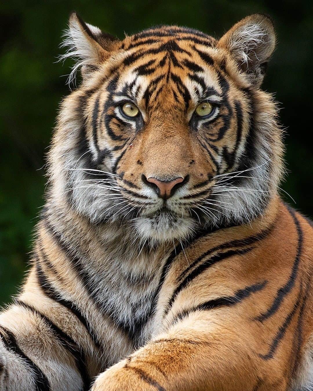 Discoveryさんのインスタグラム写真 - (DiscoveryInstagram)「Tiger stare.  Photo: Patrick van Bakkum (@patrickvb75)  #TigerTuesday #tiger #bigcatsforever #majestic_earth #wildlifephotography #staredown #animalportrait #ProjectCAT」9月15日 23時38分 - discovery