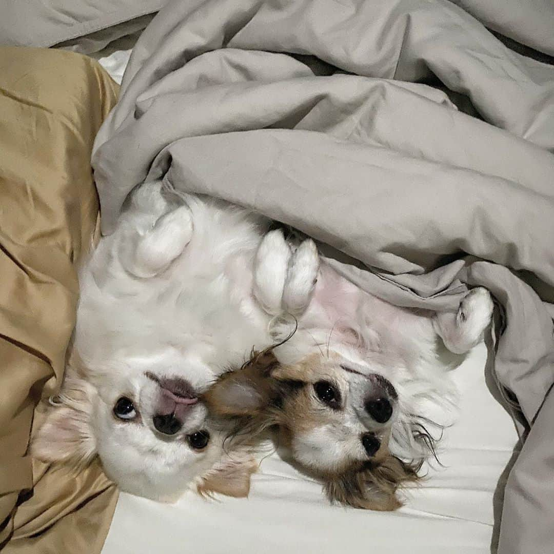 アン・シネさんのインスタグラム写真 - (アン・シネInstagram)「Good night hoomans 🐶🤪」9月15日 23時42分 - shinaeahn