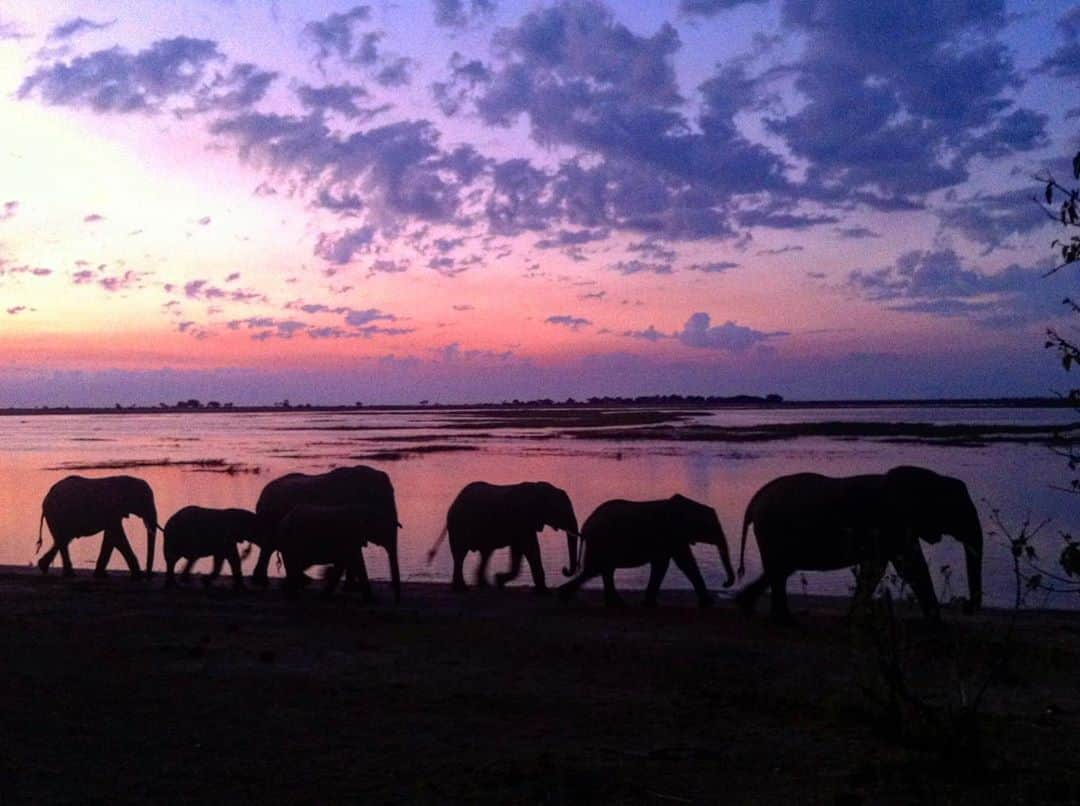 Kevin Richardson LionWhisperer さんのインスタグラム写真 - (Kevin Richardson LionWhisperer Instagram)「Just another breathtaking sunset in Africa. The elephants aren’t bad either! 😉 I decided to take an extra day off Instagram on Monday and extend the weekend #digitaldetox and spend more time with the family, the animals and nature. Did wonders for the spirit, the soul and the mind! #reconnectwithnature #disconnecttoreconnect」9月15日 23時45分 - lionwhisperersa