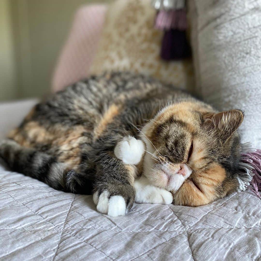 Tinaのインスタグラム：「All tucked in 🍂」