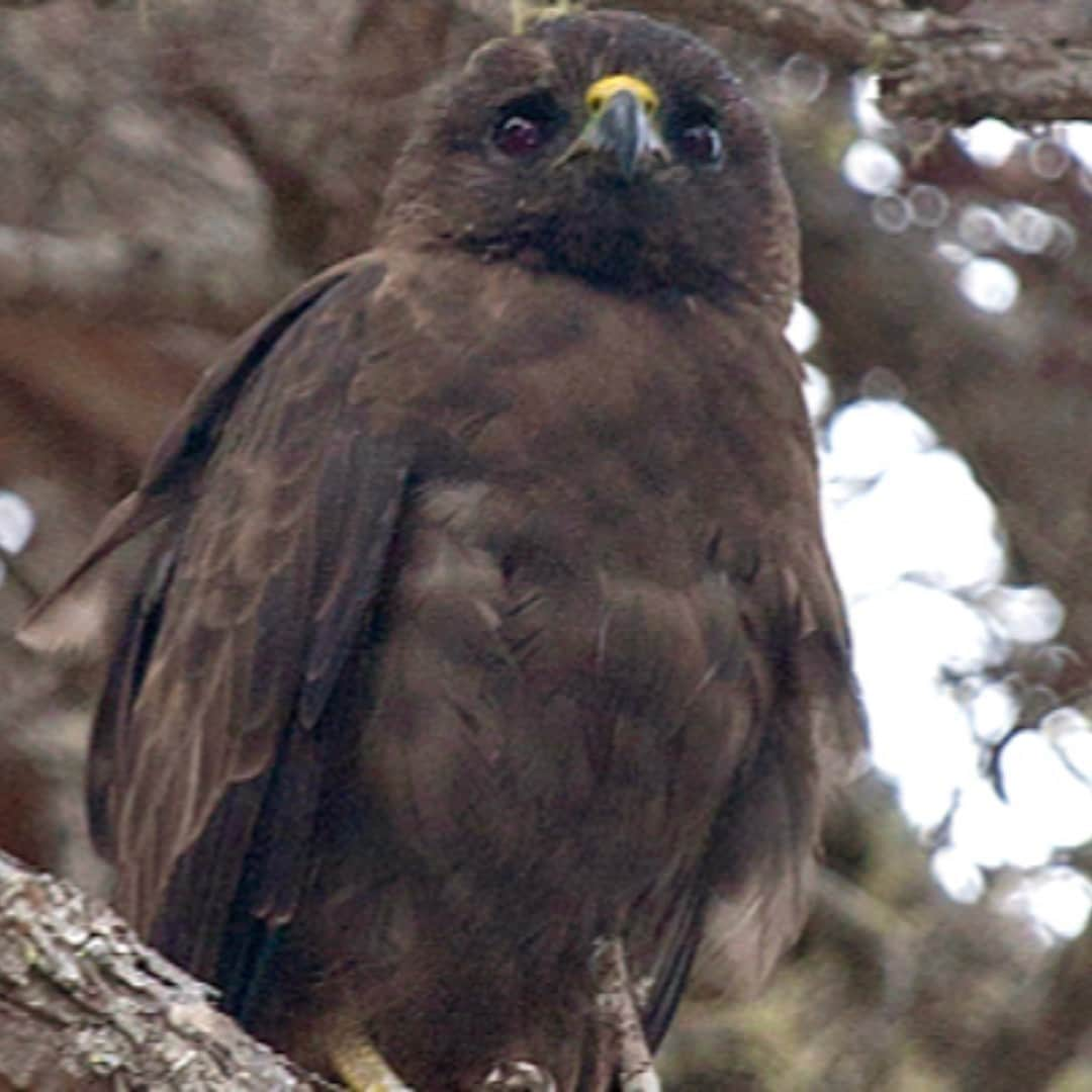 アメリカ内務省さんのインスタグラム写真 - (アメリカ内務省Instagram)「Only one hawk lives and hunts in the forests of the Hawaiian islands, and its the ‘io, commonly referred to as the Hawaiian hawk. The ‘io is a small, broad-winged raptor found nowhere else in the world. While they only breed on the Big Island, they have been spotted on Maui, O‘ahu, and Kaua‘i. In traditional Hawaiian culture, the ‘io is believed to be an “‘aumakua” – a family or personal god in the shape of an animal. In 1967, the hawk was put on the endangered species list due to various threats such as habitat destruction. Thanks to public and private conservation efforts for the past couple of decades, the hawk now has a stable and healthy population and has recovered. The #hawk was recently removed from the Endangered Species List under the Trump Administration by the U.S. Fish and Wildlife Service. Photo by U.S. Fish and Wildlife Service (@USFWS). #Hawaii #WildlifeWin #usinterior」9月16日 0時21分 - usinterior