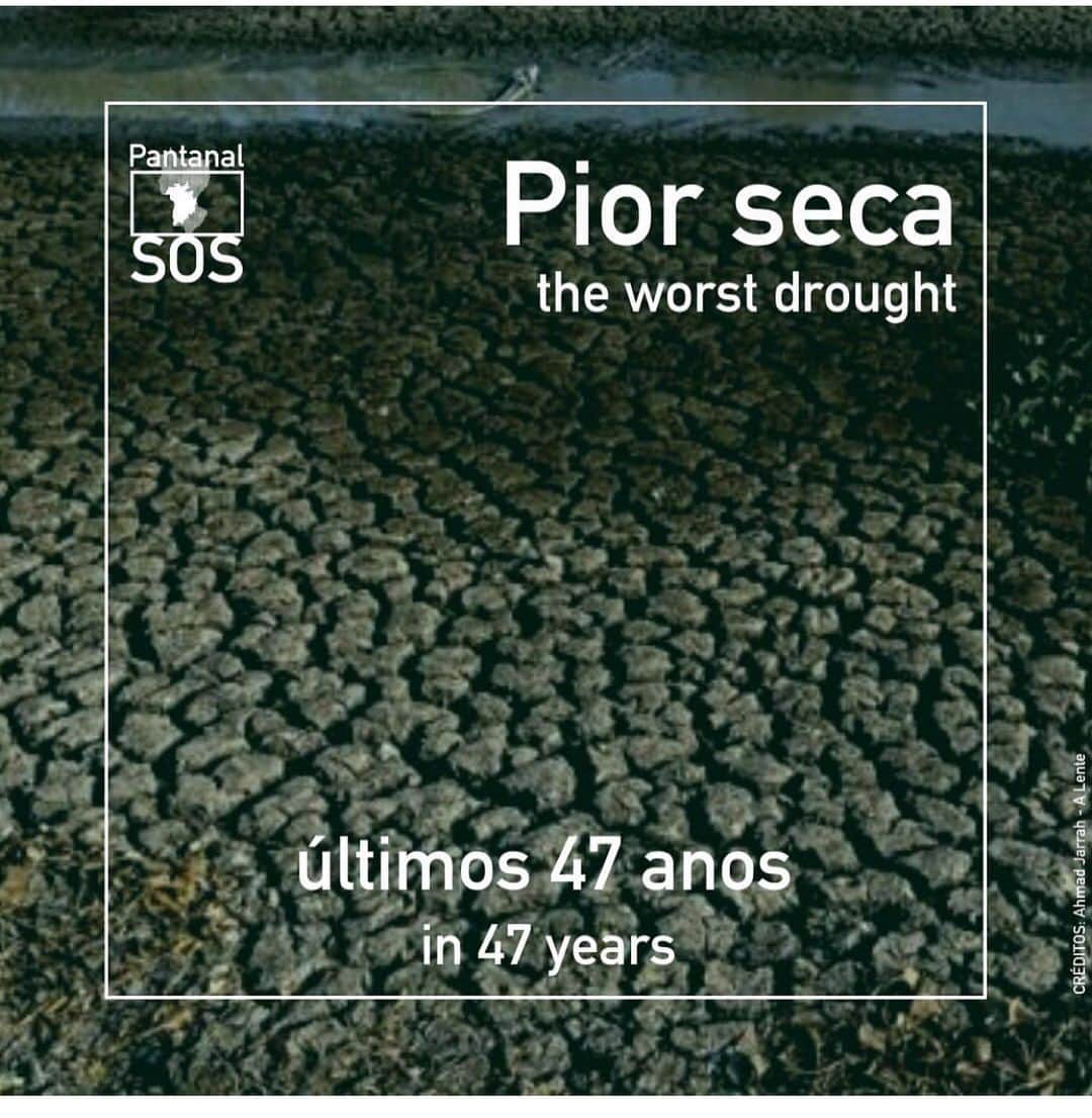 Camila Queirozさんのインスタグラム写真 - (Camila QueirozInstagram)「🆘 O Pantanal está queimando e precisa da nossa ajuda e atenção!  Saiba como ajudar!!! @sospantanal ・・・ Entenda o cenário atual dos incêndios no Pantanal e saiba como ajudar:  1 - O Pantanal vive a pior seca dos últimos 47 anos. Muitas áreas que normalmente alagam, este ano ficaram secas. Muita matéria orgânica seca disponível = incêndios mais intensos  2 - Mais de 90% dos incêndios são causados pelo ser humano, alguns acidentais, outros criminosos.  3 - De Janeiro até o dia 6 de setembro, mais de 2,3 milhões de hectares já foram consumidos pelo fogo, isso equivale a 15% no bioma (15 cidades de São Paulo).  4 - As regiões da Serra do Amolar (Corumbá), Poconé, e Nabileque foram as mais atingidas este ano pelas chamas.   5 - Na região do Porto Jofre, o Parque Estadual Encontro das Águas, um santuário para a vida selvagem e lar da maior população de onças-pintadas do mundo, já teve mais de 60% de seu território consumido pelo fogo. (Fonte: @ufrj_lasa )  6 - Diversas instituições e brigadistas voluntários estão atuando no combate e no resgate dos animais feridos. Nós do SOS estamos arrecadando recursos que serão repassados para eles.  7 - Para doar, você pode acessar o link em nossa biografia ou copiar o endereço abaixo em seu navegador: Pagseguro: https://pag.ae/7Wo8z6mzt ou PayPal: https://rb.gy/xtaauz . . . . #SOSPantanal #PantanalFires #FogoNoPantanal #IncendiosPantanal #Pantanal #AjudaPantanal」9月16日 0時22分 - camilaqueiroz