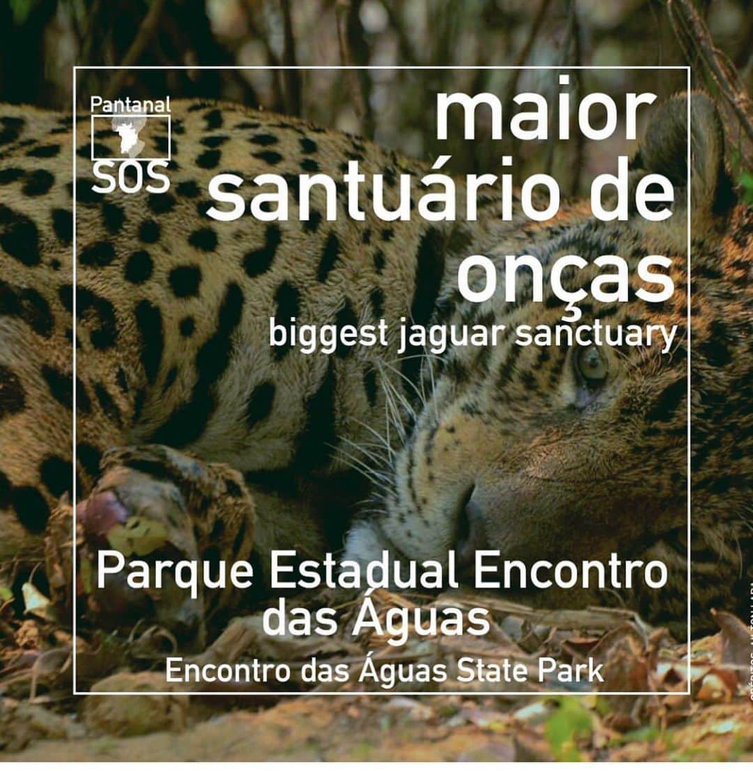 Camila Queirozさんのインスタグラム写真 - (Camila QueirozInstagram)「🆘 O Pantanal está queimando e precisa da nossa ajuda e atenção!  Saiba como ajudar!!! @sospantanal ・・・ Entenda o cenário atual dos incêndios no Pantanal e saiba como ajudar:  1 - O Pantanal vive a pior seca dos últimos 47 anos. Muitas áreas que normalmente alagam, este ano ficaram secas. Muita matéria orgânica seca disponível = incêndios mais intensos  2 - Mais de 90% dos incêndios são causados pelo ser humano, alguns acidentais, outros criminosos.  3 - De Janeiro até o dia 6 de setembro, mais de 2,3 milhões de hectares já foram consumidos pelo fogo, isso equivale a 15% no bioma (15 cidades de São Paulo).  4 - As regiões da Serra do Amolar (Corumbá), Poconé, e Nabileque foram as mais atingidas este ano pelas chamas.   5 - Na região do Porto Jofre, o Parque Estadual Encontro das Águas, um santuário para a vida selvagem e lar da maior população de onças-pintadas do mundo, já teve mais de 60% de seu território consumido pelo fogo. (Fonte: @ufrj_lasa )  6 - Diversas instituições e brigadistas voluntários estão atuando no combate e no resgate dos animais feridos. Nós do SOS estamos arrecadando recursos que serão repassados para eles.  7 - Para doar, você pode acessar o link em nossa biografia ou copiar o endereço abaixo em seu navegador: Pagseguro: https://pag.ae/7Wo8z6mzt ou PayPal: https://rb.gy/xtaauz . . . . #SOSPantanal #PantanalFires #FogoNoPantanal #IncendiosPantanal #Pantanal #AjudaPantanal」9月16日 0時22分 - camilaqueiroz