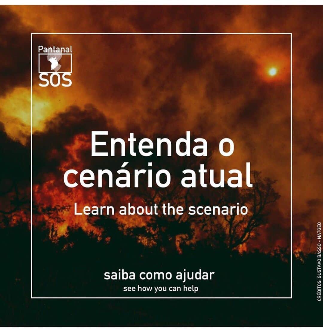 Camila Queirozのインスタグラム：「🆘 O Pantanal está queimando e precisa da nossa ajuda e atenção!  Saiba como ajudar!!! @sospantanal ・・・ Entenda o cenário atual dos incêndios no Pantanal e saiba como ajudar:  1 - O Pantanal vive a pior seca dos últimos 47 anos. Muitas áreas que normalmente alagam, este ano ficaram secas. Muita matéria orgânica seca disponível = incêndios mais intensos  2 - Mais de 90% dos incêndios são causados pelo ser humano, alguns acidentais, outros criminosos.  3 - De Janeiro até o dia 6 de setembro, mais de 2,3 milhões de hectares já foram consumidos pelo fogo, isso equivale a 15% no bioma (15 cidades de São Paulo).  4 - As regiões da Serra do Amolar (Corumbá), Poconé, e Nabileque foram as mais atingidas este ano pelas chamas.   5 - Na região do Porto Jofre, o Parque Estadual Encontro das Águas, um santuário para a vida selvagem e lar da maior população de onças-pintadas do mundo, já teve mais de 60% de seu território consumido pelo fogo. (Fonte: @ufrj_lasa )  6 - Diversas instituições e brigadistas voluntários estão atuando no combate e no resgate dos animais feridos. Nós do SOS estamos arrecadando recursos que serão repassados para eles.  7 - Para doar, você pode acessar o link em nossa biografia ou copiar o endereço abaixo em seu navegador: Pagseguro: https://pag.ae/7Wo8z6mzt ou PayPal: https://rb.gy/xtaauz . . . . #SOSPantanal #PantanalFires #FogoNoPantanal #IncendiosPantanal #Pantanal #AjudaPantanal」