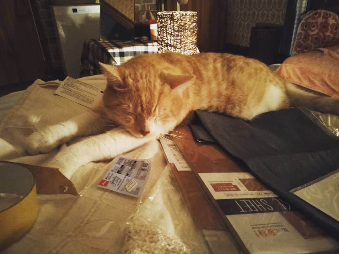友利愛美さんのインスタグラム写真 - (友利愛美Instagram)「ベッドの上に今日買ったリメイクシートとか布とか広げてウキウキしてたら、その上で笑ちゃんが爆睡したから作業停止。かわいい。私も寝よう。おやしゅみ💕🍁  #cat#猫ファースト  #秋の夜長 #DIY したい  #ウキウキ #リメイクシート #鈴虫鳴いてる」9月16日 0時26分 - aimitomori