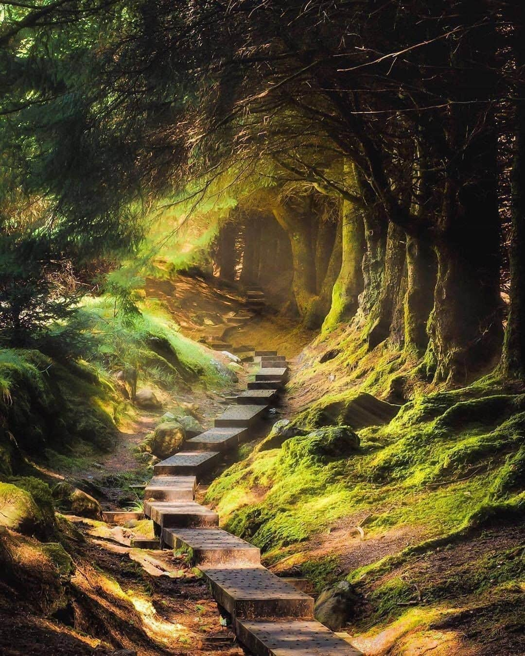 Discover Earthさんのインスタグラム写真 - (Discover EarthInstagram)「Would you go down this path ? This place looks like the place where the Red Riding Hood would be meeting the Big Bad Wolf... #discoverireland🇮🇪 with @seanorphoto  #fairytale #ireland #forestphotography」9月16日 0時30分 - discoverearth