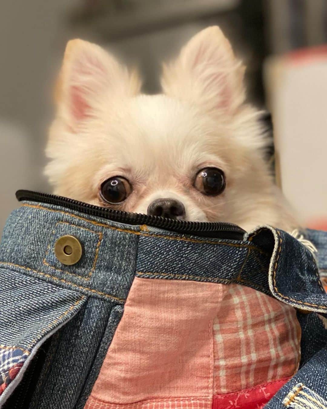 岸明日香さんのインスタグラム写真 - (岸明日香Instagram)「お犬様に愛でられる毎日。 友達のわんこと。  今日も収録引き続き頑張るー！！  1時からのドル箱もみてね☺️  そして、宇宙一かわいいぽんさまのひょっこりはん。🐶💕  #あすぽんず」9月16日 0時54分 - aspoo02