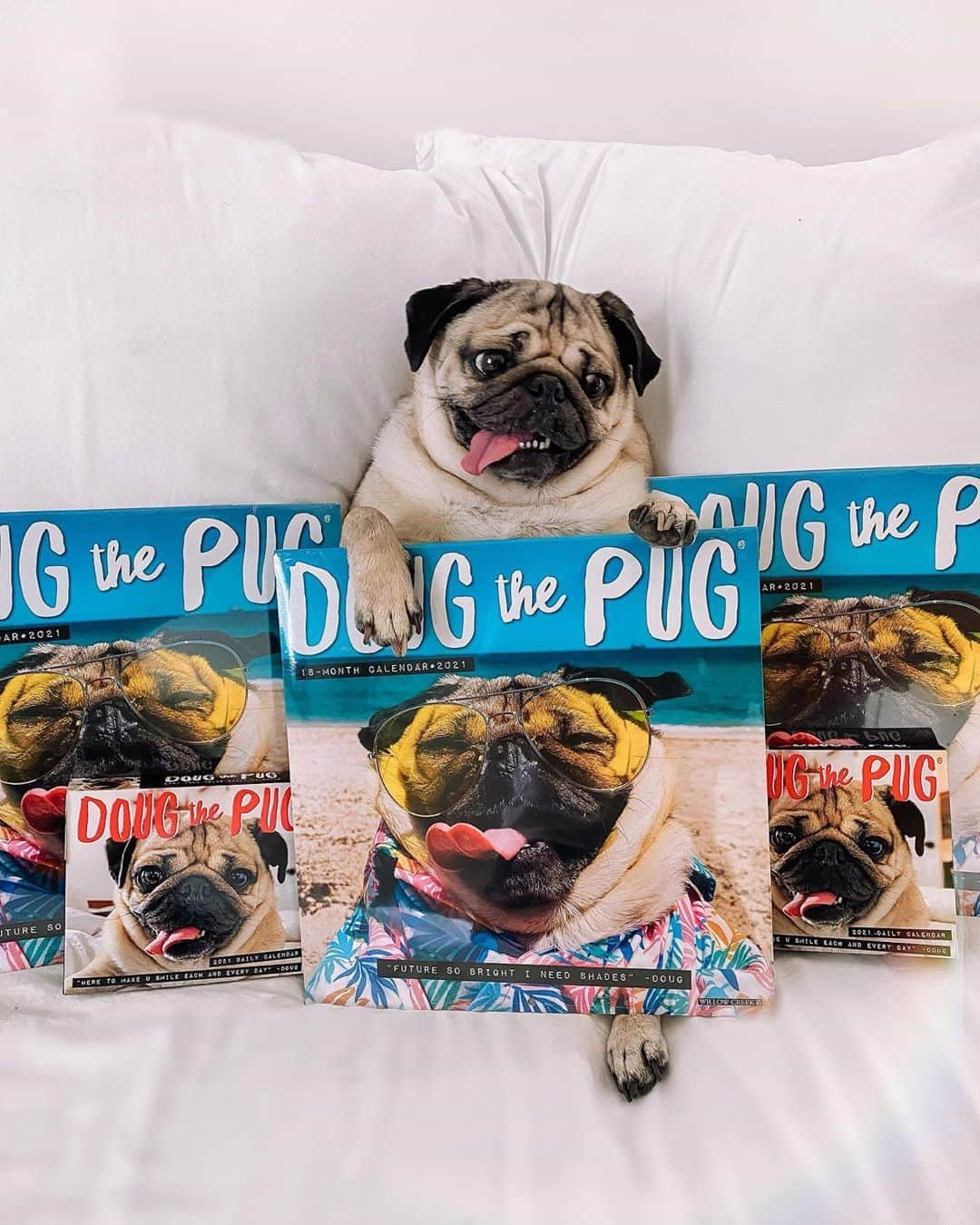 itsdougthepugさんのインスタグラム写真 - (itsdougthepugInstagram)「“I promise to make u smile everyday” -Doug • SURPRISE!!! My 2021 Wall Calendar is out now on Amazon and it’s ON SALE! Go get it and leave a review, I will love I forever. LINK IN BIO 💛Tag someone who needs to get this for u」9月16日 1時12分 - itsdougthepug