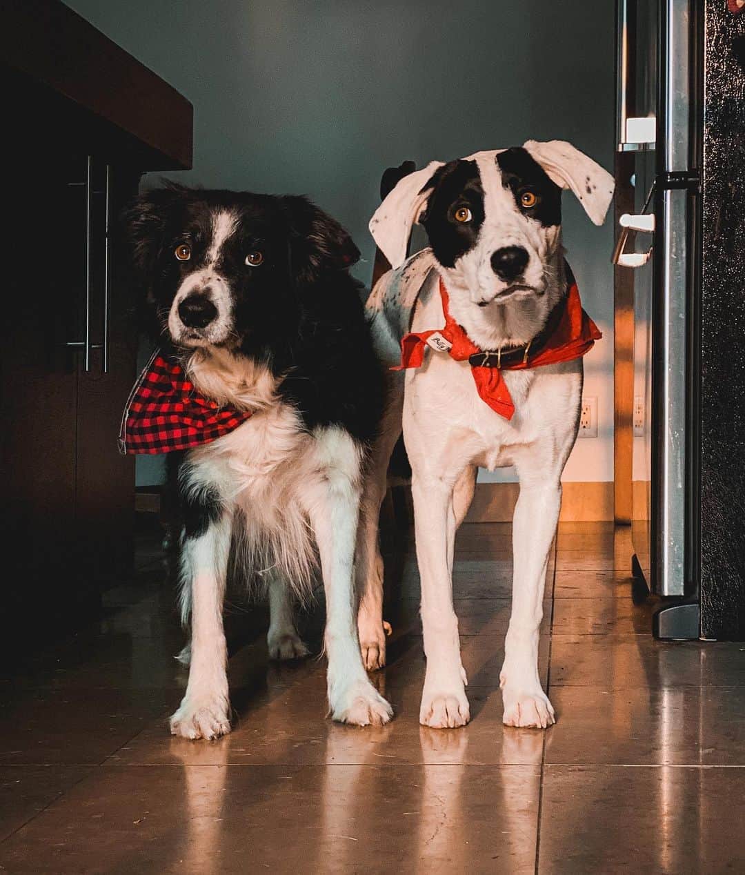 Andrew Knappのインスタグラム：「The kids are alright. A little wonky eyed if anything.  I’m really excited to start doing some more dog photo sessions soon in and around Vancouver! If you’re not in Vancouver but near (Victoria, the Okanagan, the Sunshine Coast) and would like to hire me to have your dog/self photographed in your space, comment your city or send me a message! If there’s enough interest I’d love to take some day trips.  You can also sign up to my newsletter where I’ll be sending updates about where I’m travelling to if it’s safe to do so, and so many other things.  👉 andrewknapp.com/newsletter Link also in profile!」