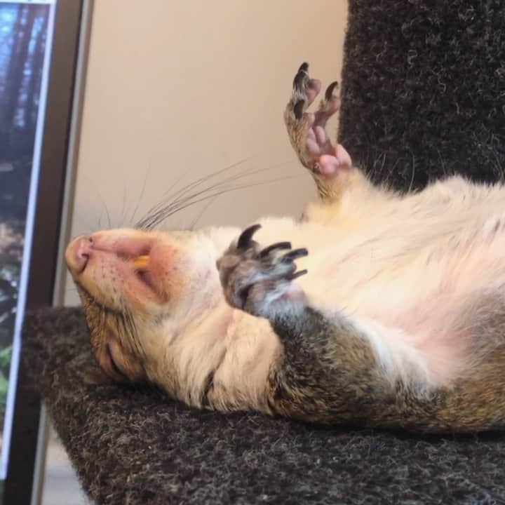 Jillのインスタグラム：「Chill Jill⁣ ⁣ ⁣ 🎵 Chill Bill / Rob $tone⁣ ⁣ ⁣ ⁣ ⁣ #petsquirrel #squirrel #squirrels #squirrellove #squirrellife #squirrelsofig #squirrelsofinstagram #easterngreysquirrel #easterngraysquirrel #ilovesquirrels #petsofinstagram #jillthesquirrel #thisgirlisasquirrel #cattree」