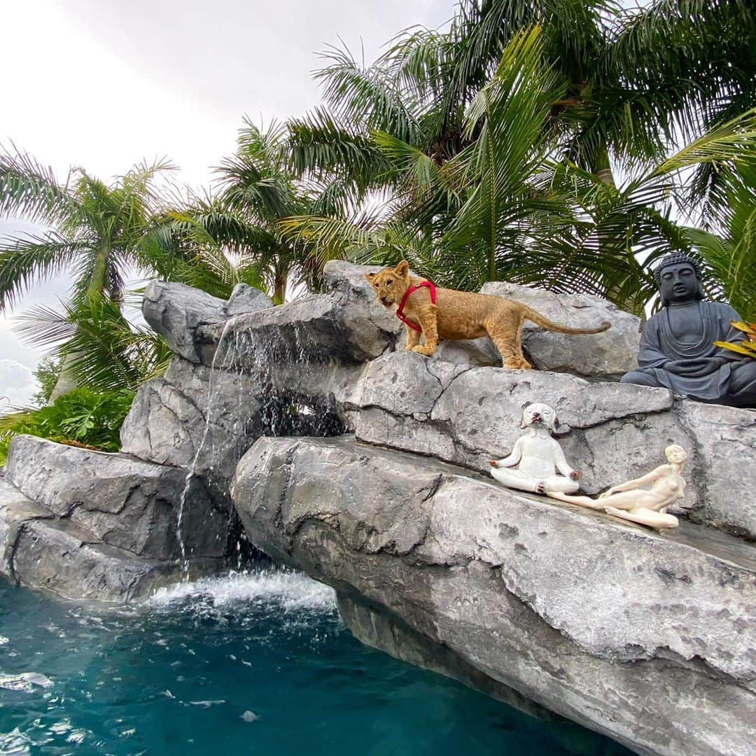 Zoological Wildlife Foundationさんのインスタグラム写真 - (Zoological Wildlife FoundationInstagram)「“Oh I Just Can’t Wait to Be Queen*” 👑 Binta Ioves Climbing Pride Rock at the Pool! #lionking #lionqueen」9月16日 3時43分 - zwfmiami