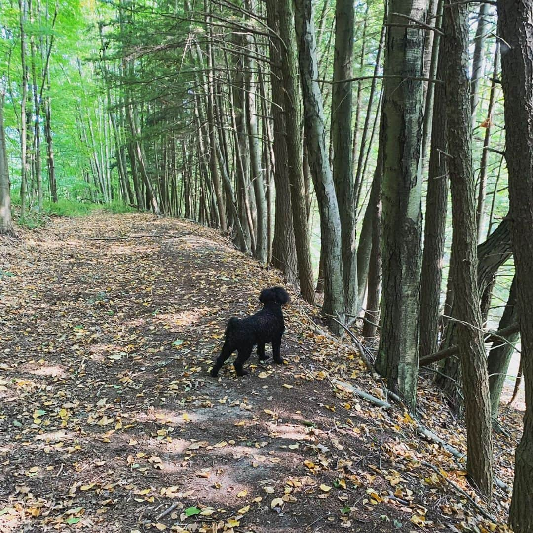 ローレン・ホリーさんのインスタグラム写真 - (ローレン・ホリーInstagram)「My happy place.  #piper #trees #hiking #hollycould」9月16日 3時51分 - laurenholly