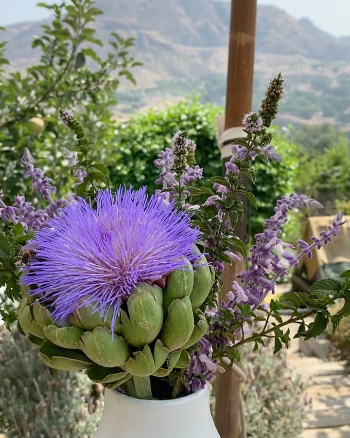 マリア・シャラポワのインスタグラム：「Lunch with a view 🐝」