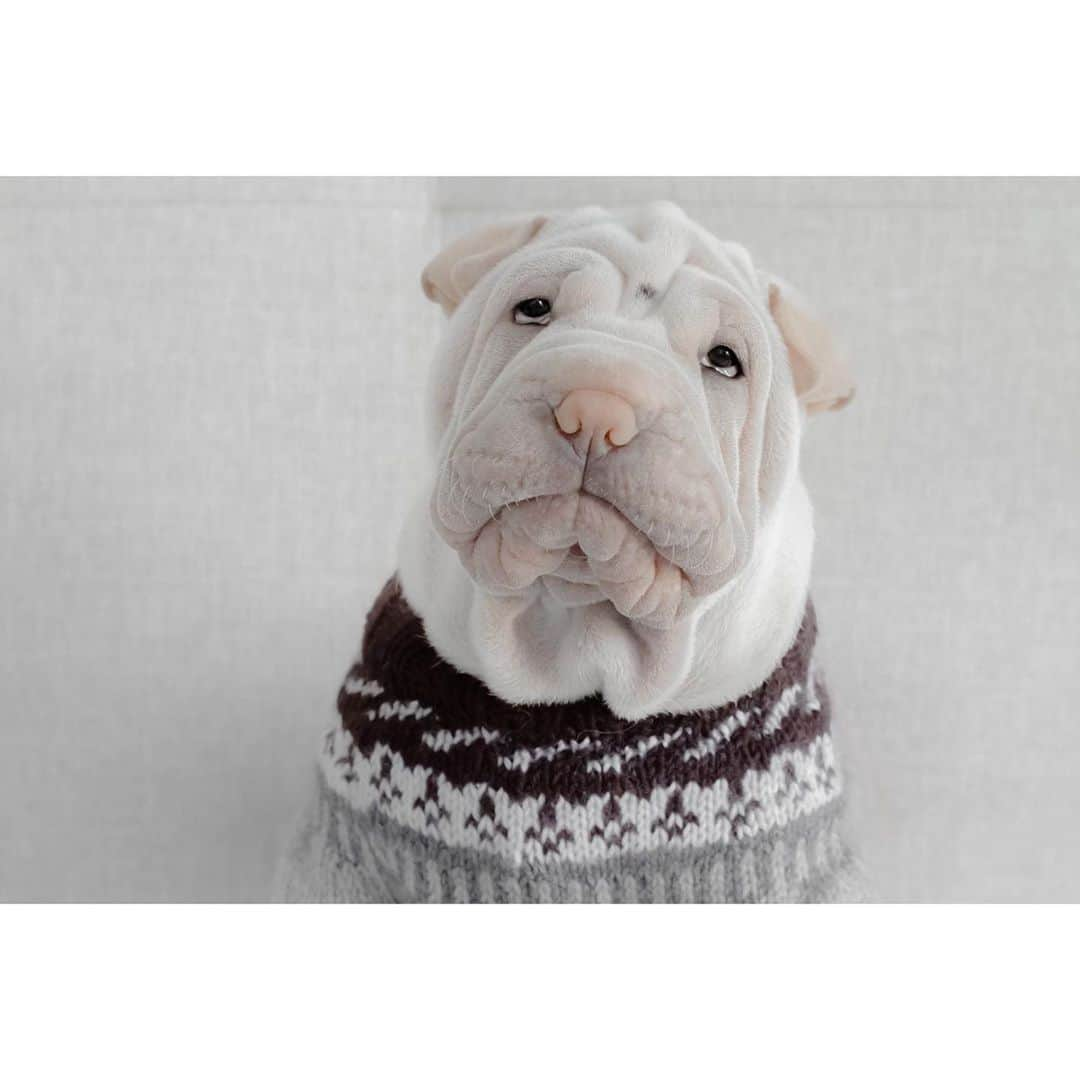 annie&pADdinGtoNさんのインスタグラム写真 - (annie&pADdinGtoNInstagram)「Apparently I used to fits in this sweater 🙈🙉🙊 #timeflies #lambington #fromlittlethingsbigthingsgrow #sharpei #sharpeisofig #sharpeisofinstagram #sharpeilove #love #dogs #dog #dogsofinstagram #dogsofinsta #doggylove #puppylove #sharpeipuppy #squishyfacecrew #sweater #dogsinsweaters #instagood #cutepet #wrinkles #iloveyoutothemoonandback」9月16日 15時19分 - anniepaddington