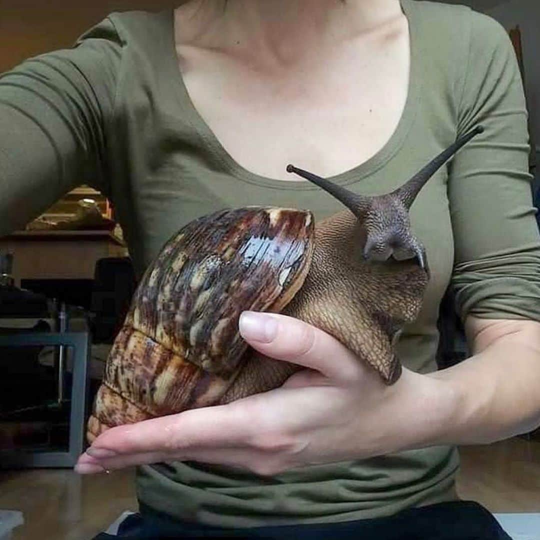 insta_animalのインスタグラム