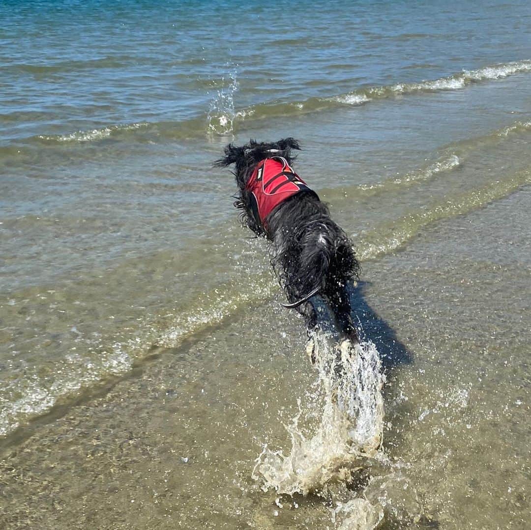 kei515yuさんのインスタグラム写真 - (kei515yuInstagram)「泳ぐのはそれほど好きではなさそうです。 それでもなんだかとっても楽しそうでした。 今年はすっかり涼しくなってきたので、また来年かなぁ。 #楽しんでくれてよかった  #ビアデッドコリー #ビアディ #beardedcollie #akaribeardie #beardie #beardedcolliesofinstagram #puppydog #puppygram」9月16日 14時51分 - kei515yu