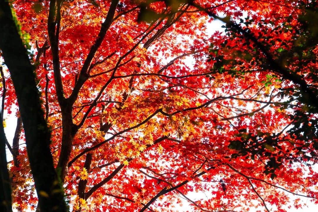 TOBU RAILWAY（東武鉄道）さんのインスタグラム写真 - (TOBU RAILWAY（東武鉄道）Instagram)「. . 🚩Nikkozan Rinnoji Temple - Nikko, Tochigi . . [Enjoy the autumn leaves at Nikkozan Rinnoji Temple!] . “Nikkozan Rinnoji Temple” is one of the most popular sightseeing spots in Nikko City, Tochigi Prefecture. During the autumn season, we recommend beautiful spots for viewing autumn leaves. You can visit the walking route between Taiyuin Temple and Shoyoen Garden. . . #visituslater #stayinspired #nexttripdestination . . . #nikko #tochigi #rinnojitemple #rinnoji #japantrip #travelgram #tobujapantrip #unknownjapan #jp_gallery #visitjapan #japan_of_insta #art_of_japan #instatravel #japan #instagood #travel_japan #exoloretheworld #ig_japan #explorejapan #travelinjapan #beautifuldestinations #toburailway #japan_vacations #japan_autumn #beautifuljapan #japanesegarden #temple」9月16日 15時00分 - tobu_japan_trip