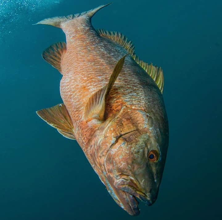 Costa Sunglassesのインスタグラム：「Cubera nose dive. 📷: @sport_fish_gallery #SeeWhatsOutThere #BornOnTheWater」