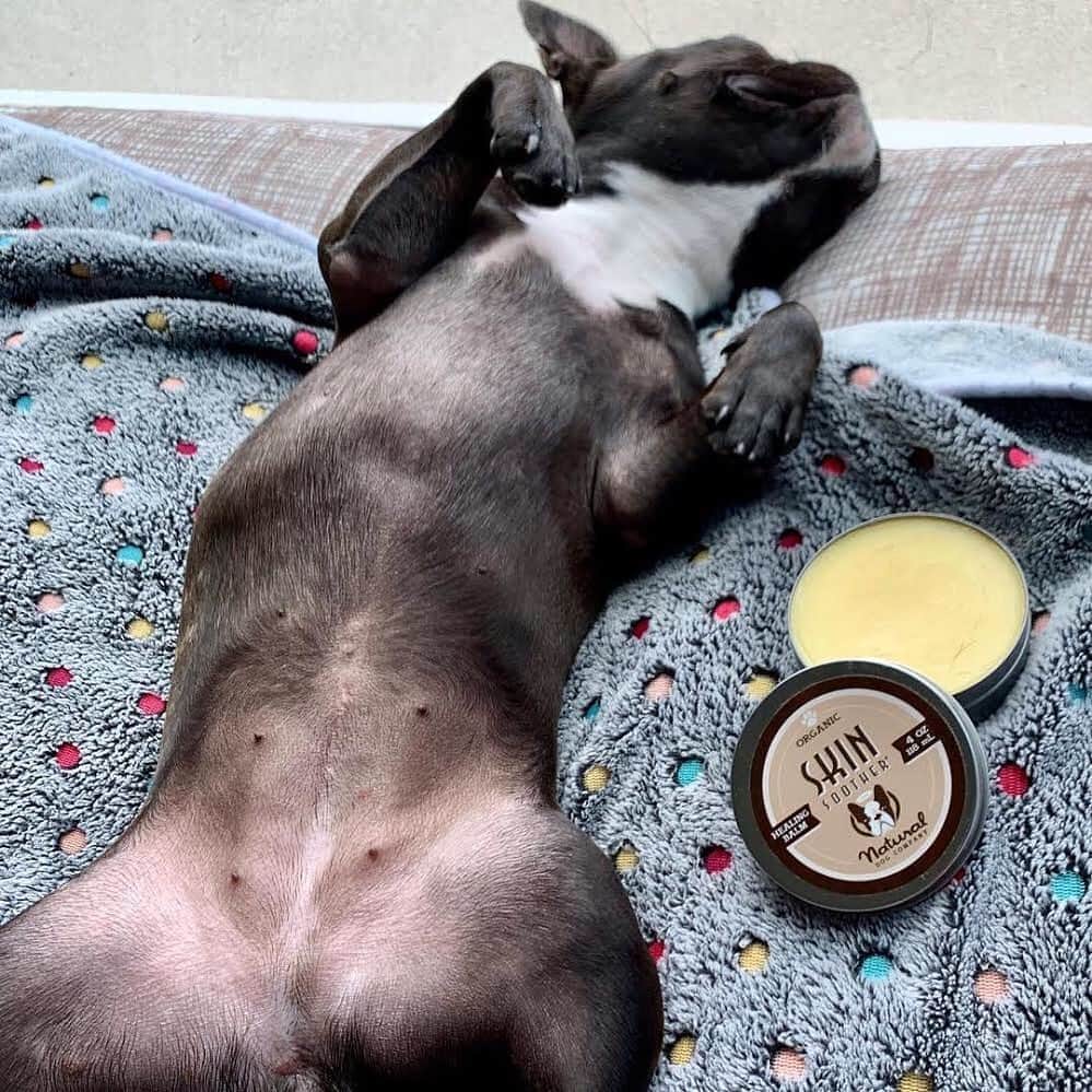 Regeneratti&Oliveira Kennelさんのインスタグラム写真 - (Regeneratti&Oliveira KennelInstagram)「Does your dog have itchy skin/paws? Hot spots? Or do they get the occasional boo-boo, rash, bug bite, allergies, or mystery wound? It’s always great for pet owners to have natural healing products like #SkinSoother by @naturaldogcompany on hand. Skin Soother is a 100% natural healing balm that is antifungal, antibacterial and anti-inflammatory…perfect for healing all types of infections and wounds. And it’s SAFE for pets, unlike human products. . ⭐ SAVE 20% off @naturaldogcompany with code JMARCOZ at NaturalDog.com  worldwide shipping  ad 📷: @___p_o_p_p_i____ . . . . . . #frenchbully #frenchielove #dogsandpals #frenchbulldogs #weeklyfluff #french_bulldogs #dogsofinstagram #dogsofinsta #puppiesofinstagram #puppylove #instadog #frenchie #frenchiesofinstagram #frenchielove #love #dailybarker #squishyfacecrew #frenchieoftheday #dogoftheday #lovemydog #frenchiegram #cutenessoverload #dog_features #frenchieringer #mydogiscutest #instapuppy #frenchielife」9月16日 6時25分 - jmarcoz