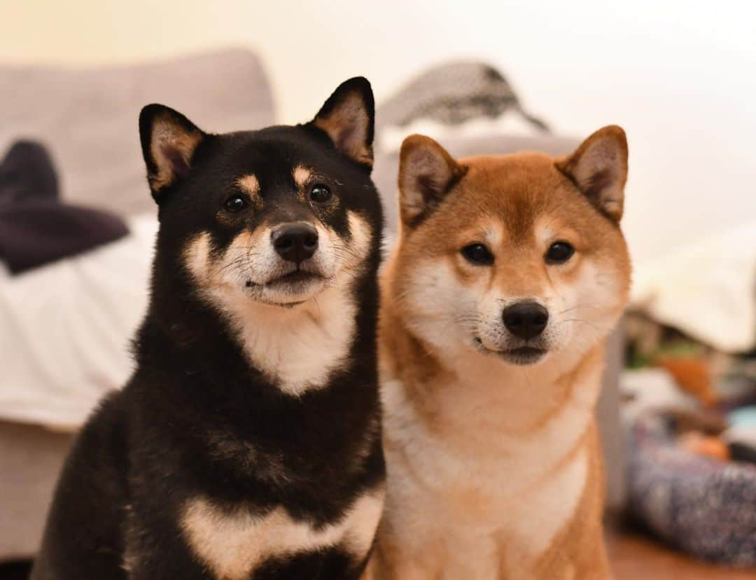 ?Fricko the Shiba Inu?のインスタグラム：「We only take group photo when treats get involved 😏   🐾 🐾 #FrickoandKeaton #🐶 #☀️ #shiba #shibainu #dog #柴犬 #赤柴 #黒柴  #adorable #shibalove #shibaholics  #dogoftheday  #weeklyfluff #aww #dogstagram  #dogscorner #puppiesofinstagram #shibapuppy #shibastagram」