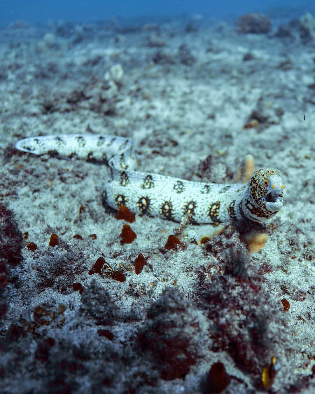 And Youさんのインスタグラム写真 - (And YouInstagram)「The Snowflake moray eel is carnivorous, and does most of its hunting at night.  They feed mainly on small fish and crustaceans. Moray Eels have relatively poor eye sight but they have an excellent sense of smell that they use to detect their prey. ​. ​. ​. ​. ​. ​. ​. ​. ​. ​. ​. ​#hawaii #underwaterphotography #oahutours #snorkeling #sealife #underwater #ocean #freedive」9月16日 7時34分 - dolphinsandyou