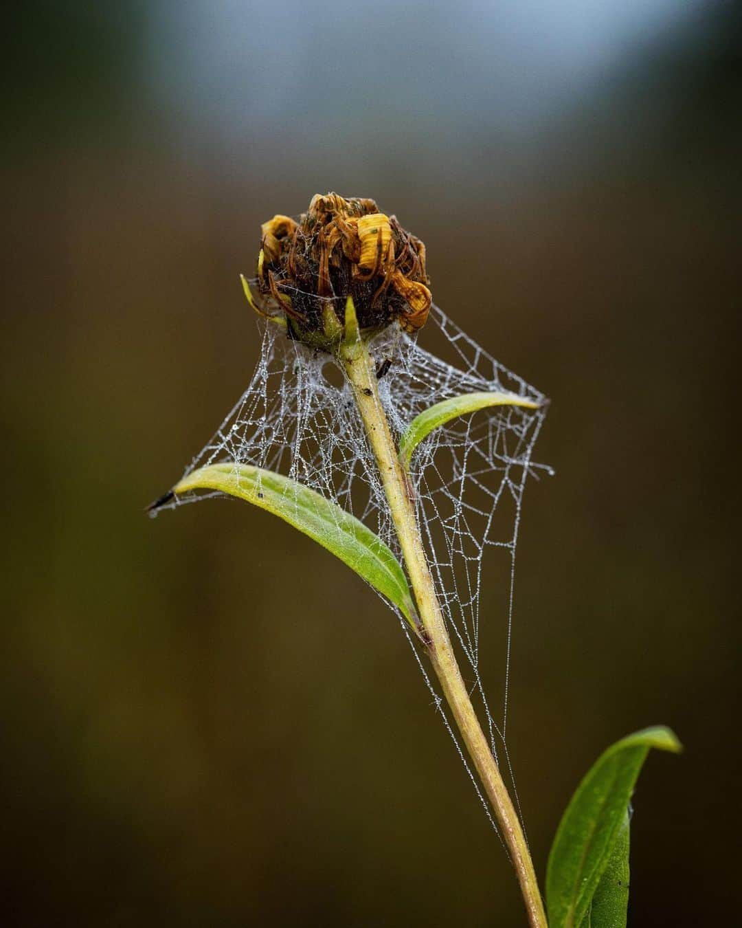 アンジー・ペインさんのインスタグラム写真 - (アンジー・ペインInstagram)「September finds, 2019. It’s that time of year again when the dragonflies and spiderwebs spend the early mornings covered in dew. These are from last year, but it’s about time to go hunting for the droplets & dragonflies again. Did you know that fossils of dragonflies have been found with wingspans up to two feet wide? Can you even IMAGINE the macro photos that could be had on wings that size????  • • • #macro #macrophotography」9月16日 7時50分 - angelajpayne