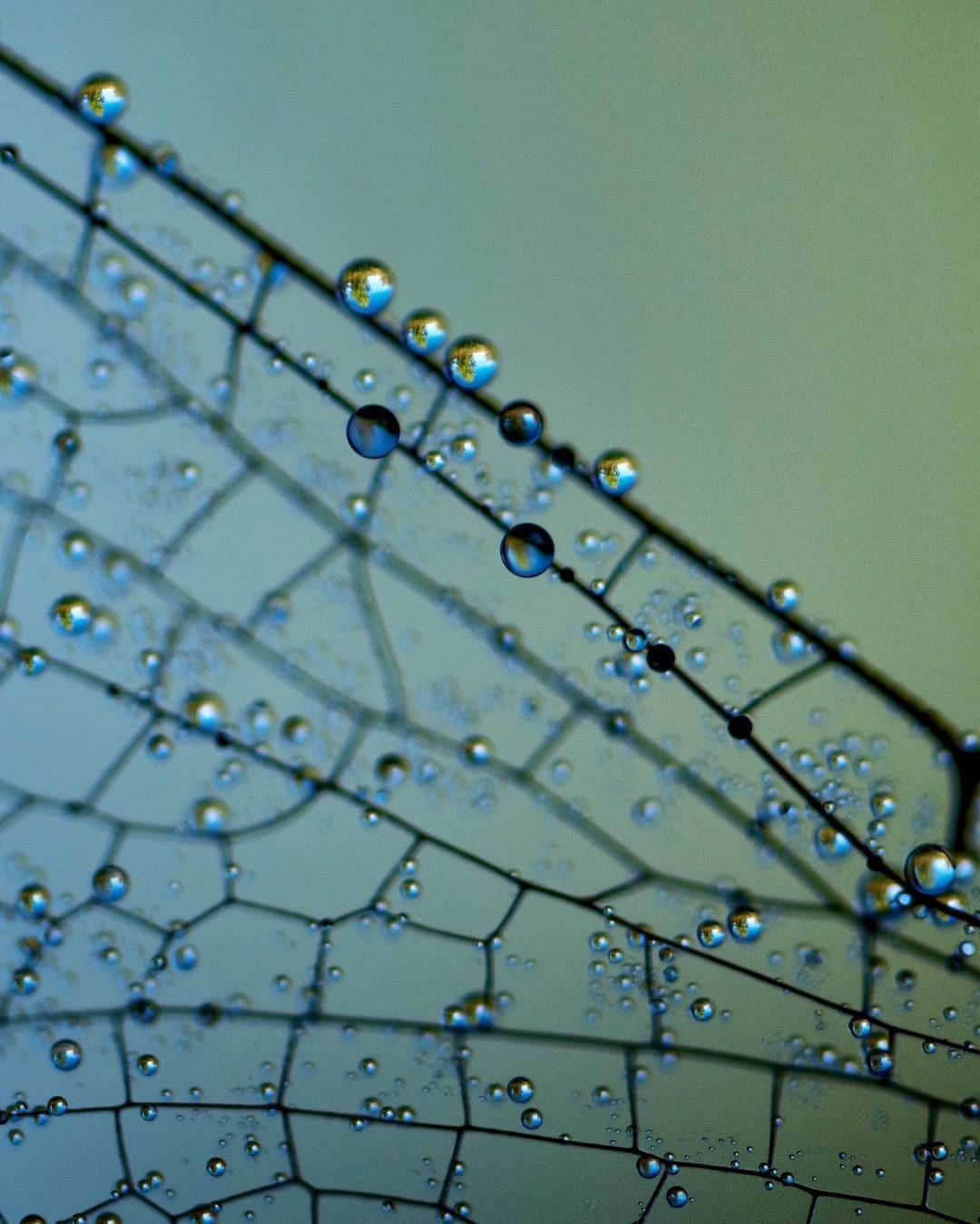 アンジー・ペインさんのインスタグラム写真 - (アンジー・ペインInstagram)「September finds, 2019. It’s that time of year again when the dragonflies and spiderwebs spend the early mornings covered in dew. These are from last year, but it’s about time to go hunting for the droplets & dragonflies again. Did you know that fossils of dragonflies have been found with wingspans up to two feet wide? Can you even IMAGINE the macro photos that could be had on wings that size????  • • • #macro #macrophotography」9月16日 7時50分 - angelajpayne