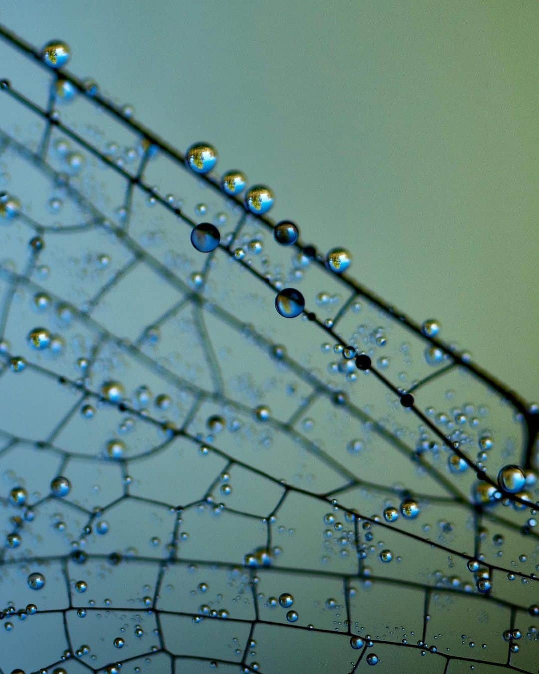 アンジー・ペインさんのインスタグラム写真 - (アンジー・ペインInstagram)「September finds, 2019. It’s that time of year again when the dragonflies and spiderwebs spend the early mornings covered in dew. These are from last year, but it’s about time to go hunting for the droplets & dragonflies again. Did you know that fossils of dragonflies have been found with wingspans up to two feet wide? Can you even IMAGINE the macro photos that could be had on wings that size????  • • • #macro #macrophotography」9月16日 7時50分 - angelajpayne