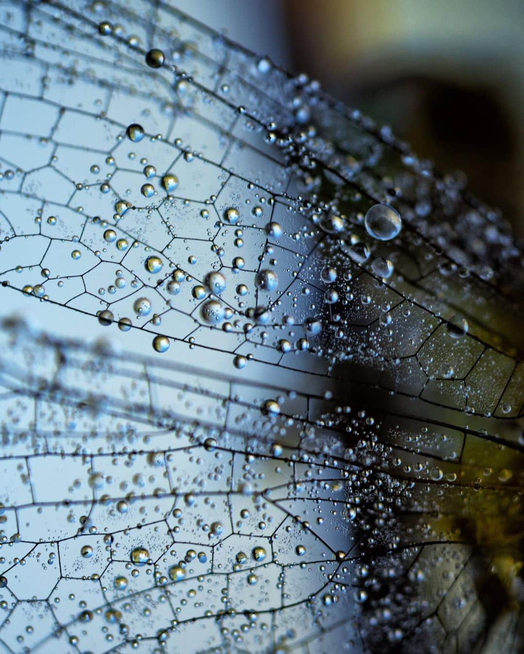 アンジー・ペインさんのインスタグラム写真 - (アンジー・ペインInstagram)「September finds, 2019. It’s that time of year again when the dragonflies and spiderwebs spend the early mornings covered in dew. These are from last year, but it’s about time to go hunting for the droplets & dragonflies again. Did you know that fossils of dragonflies have been found with wingspans up to two feet wide? Can you even IMAGINE the macro photos that could be had on wings that size????  • • • #macro #macrophotography」9月16日 7時50分 - angelajpayne