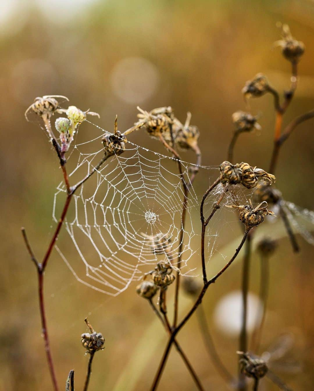 アンジー・ペインさんのインスタグラム写真 - (アンジー・ペインInstagram)「September finds, 2019. It’s that time of year again when the dragonflies and spiderwebs spend the early mornings covered in dew. These are from last year, but it’s about time to go hunting for the droplets & dragonflies again. Did you know that fossils of dragonflies have been found with wingspans up to two feet wide? Can you even IMAGINE the macro photos that could be had on wings that size????  • • • #macro #macrophotography」9月16日 7時50分 - angelajpayne