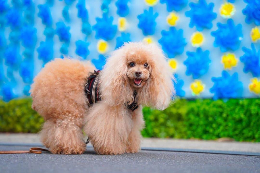 Toypoodle Mikuru?Asakusa Tokyoのインスタグラム：「20200916 Wednesday. Good morning! Friends 💓 . なんか疲れがとれない、、、 しかし、みきゅるんは今朝も元気にあさんぽ。 ショートコースにしてもらおうと思ったのに、いつものコースへスタスタと誘導してゆく😓 . 元気なことは良いことだ。 うん。 . #あさんぽ #風車 #sigma2470f28art」