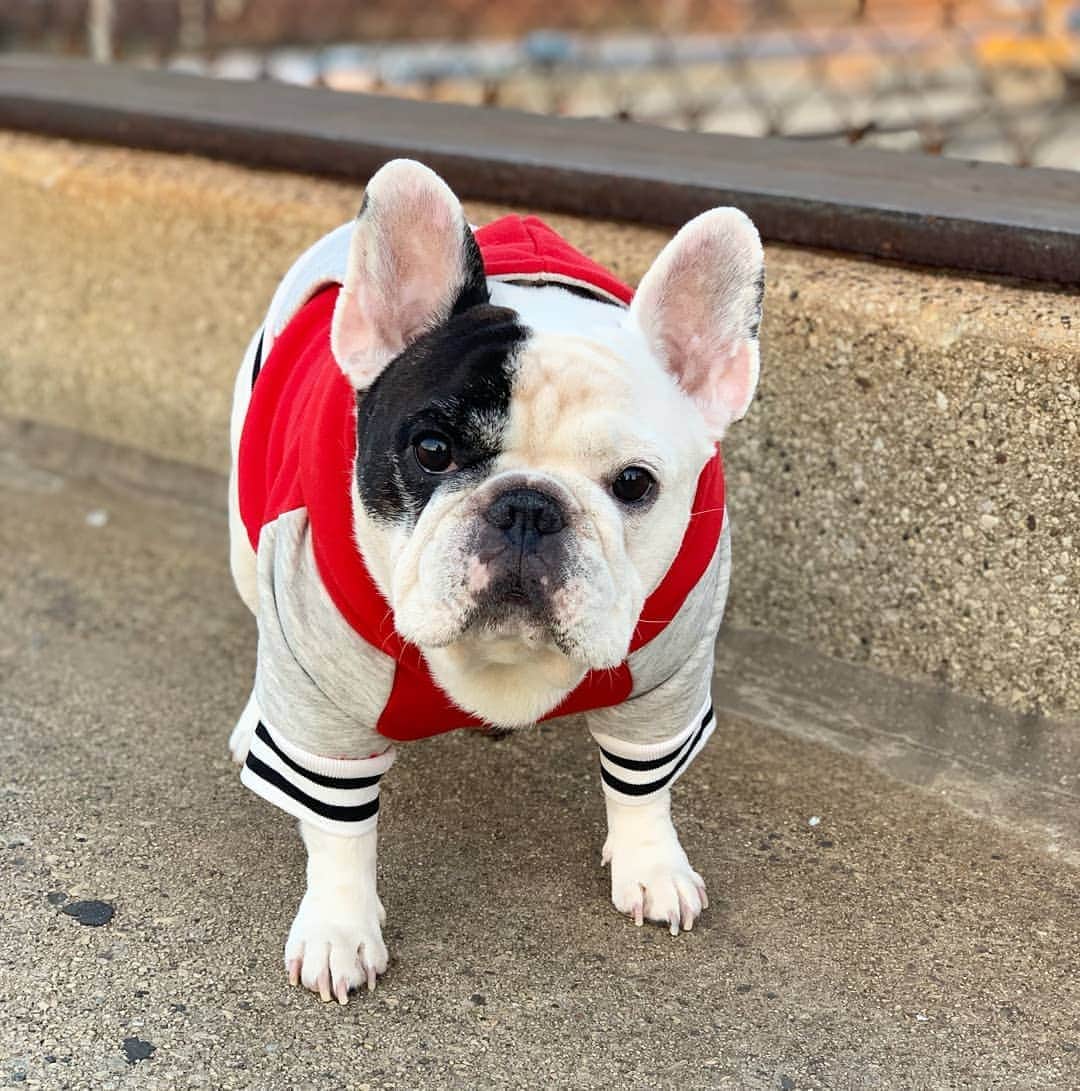 Manny The Frenchieのインスタグラム：「I felt the wind blow, that means sweater weather!😊🌬️🍃🍂 . @frenchie_bulldog」
