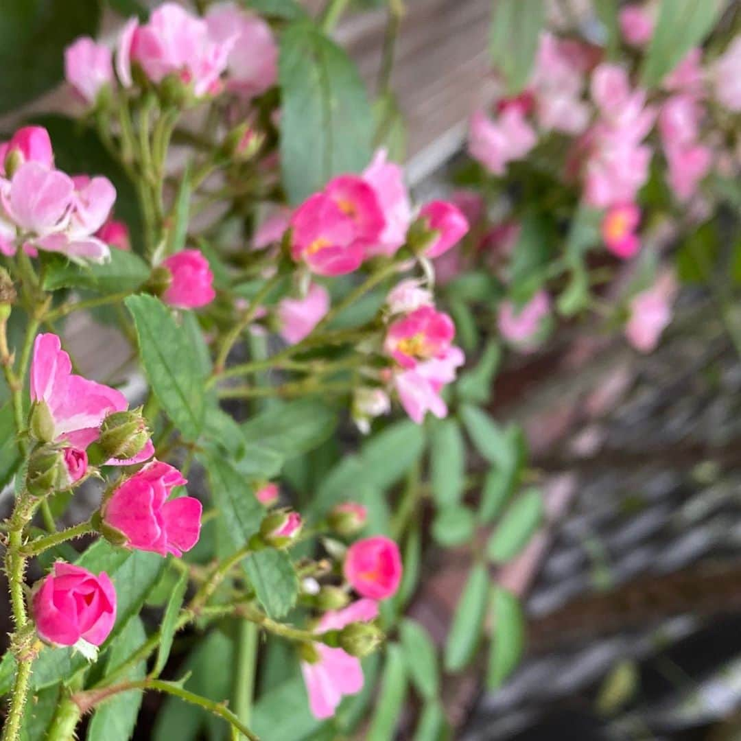 岡部晴彦さんのインスタグラム写真 - (岡部晴彦Instagram)「#バラ日記 #roses 140日目　雨  イングリッドバーグマン バレリーナ シャルルドゴール  #roses🌹 #rosestagram #rose」9月16日 8時29分 - hal_96