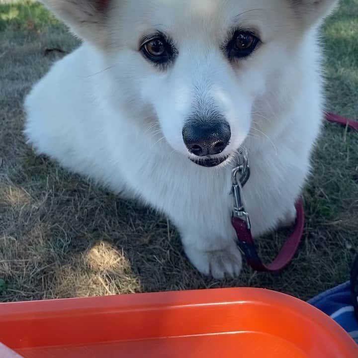 Winston the White Corgiのインスタグラム