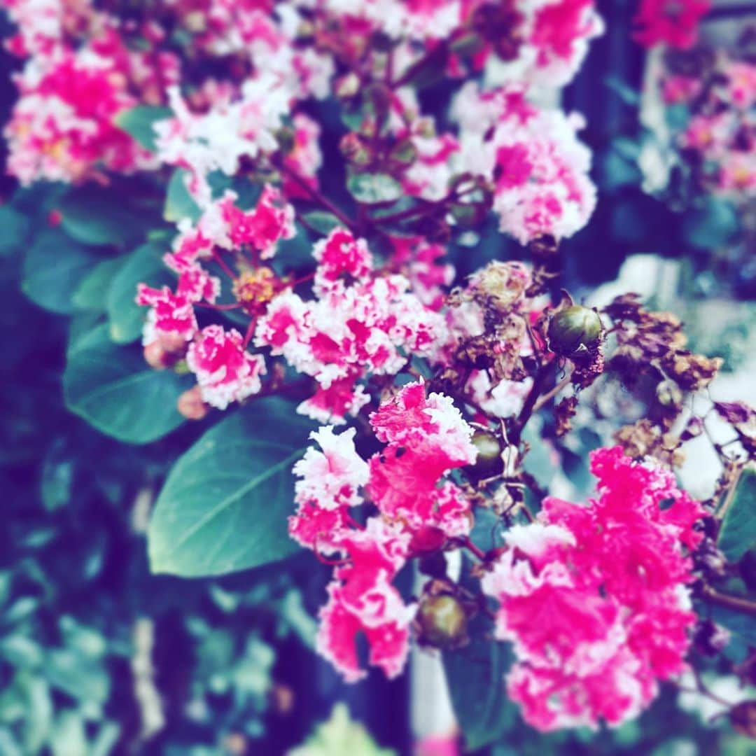 中野敬久さんのインスタグラム写真 - (中野敬久Instagram)「#flowers #flowersoflife #red #white #blossom #hope」9月16日 8時45分 - hirohisanakano