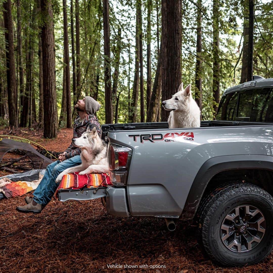 toyotausaさんのインスタグラム写真 - (toyotausaInstagram)「Are the dog days of summer over, yet? Asking for a friend. @loki #Tacoma #TRD #LetsGoPlaces」9月16日 8時55分 - toyotausa