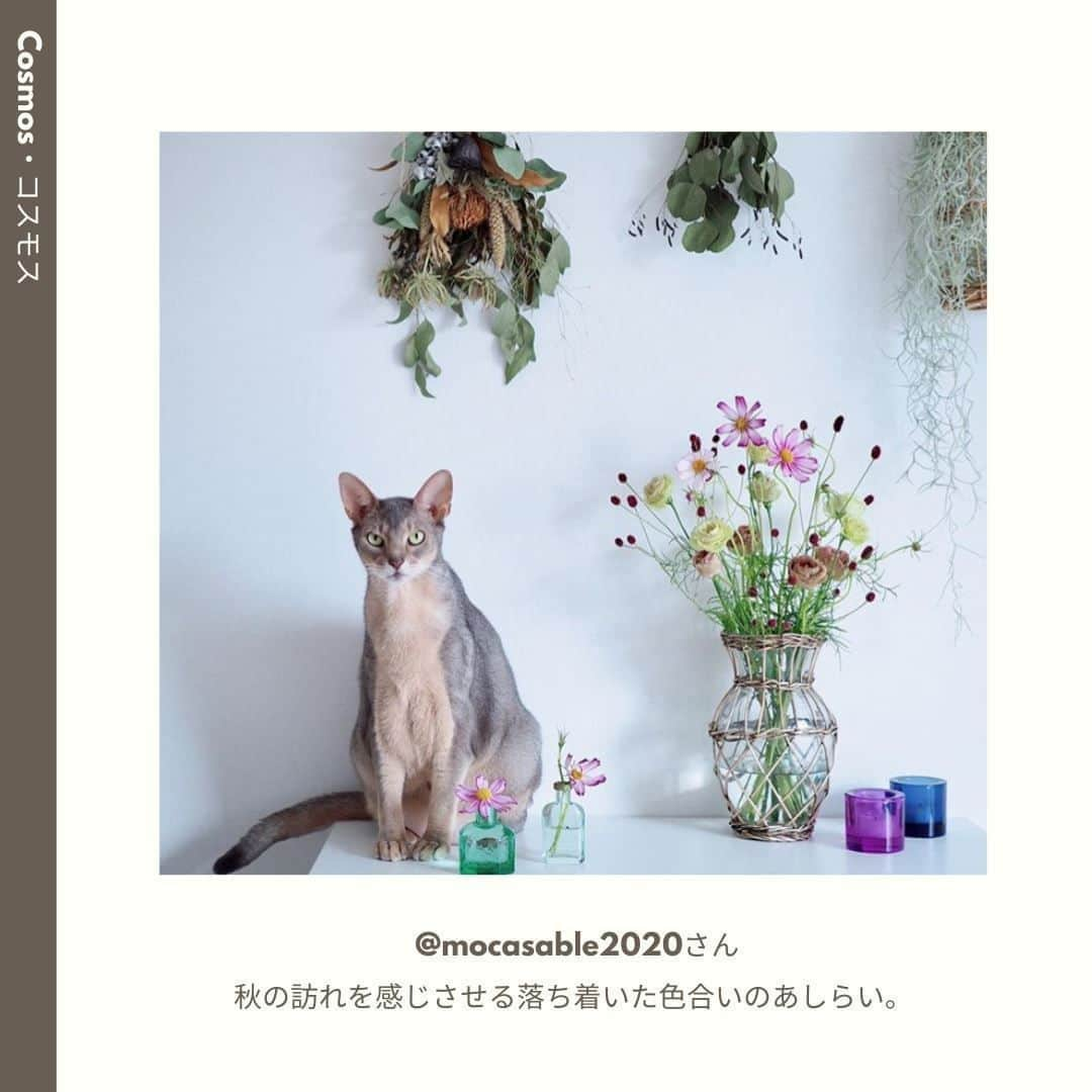 LOVEGREEN -植物と暮らしを豊かに。さんのインスタグラム写真 - (LOVEGREEN -植物と暮らしを豊かに。Instagram)「［9月🌻みんなの花あしらい］ . 暦の上では秋ですが、まだまだ暑さが残る9月。 . 季節の移り変わりとともに、秋の花や植物がお花屋さんに並び始めます。 . 今回は9月のフラワーアレンジと共に、この時期のおすすめの花材や管理方法をご紹介します。 . 詳しくはプロフィール( @lovegreen_official )のURLよりチェック🌿 「みんなの花あしらい」から見てみてくださいね🌼 . ご協力ありがとうございました！ @mocasable2020  @plodbean  @maruco1814  @ayyano0910  @okiku.san  @rosefeliche  @yukimi_10  @nao_moku2  . 「みんなの花あしらい」では、毎月季節のお花を生けたあしらいをご紹介しています。 . うちではこんな風に飾っています！こんなアレンジをしています！という方は、LOVEGREENの公式インスタグラムアカウントをフォローして、ハッシュタグ「#みんなの花あしらい」をつけて投稿してみませんか？もしかしたら、あなたの投稿がLOVEGREENの記事に掲載されるかも!? .  来月もお楽しみに♪ . #花 #花あしらい #コスモス #秋桜 #リンドウ #ケイトウ #ワレモコウ #セルリア #センニチコウ #マム #フラワーアレンジ #フラワーアレンジメント #花瓶 #秋の花あしらい #秋 #晩夏 #植物 #花のある暮らし #植物 #植物のある暮らし #植物のある生活 #植物と暮らす #植物が好き #シンプルな暮らし #シンプルライフ #暮らしを楽しむ #日々の暮らし #シンプルデザイン #植物と暮らしを豊かに」9月16日 9時00分 - lovegreen_official